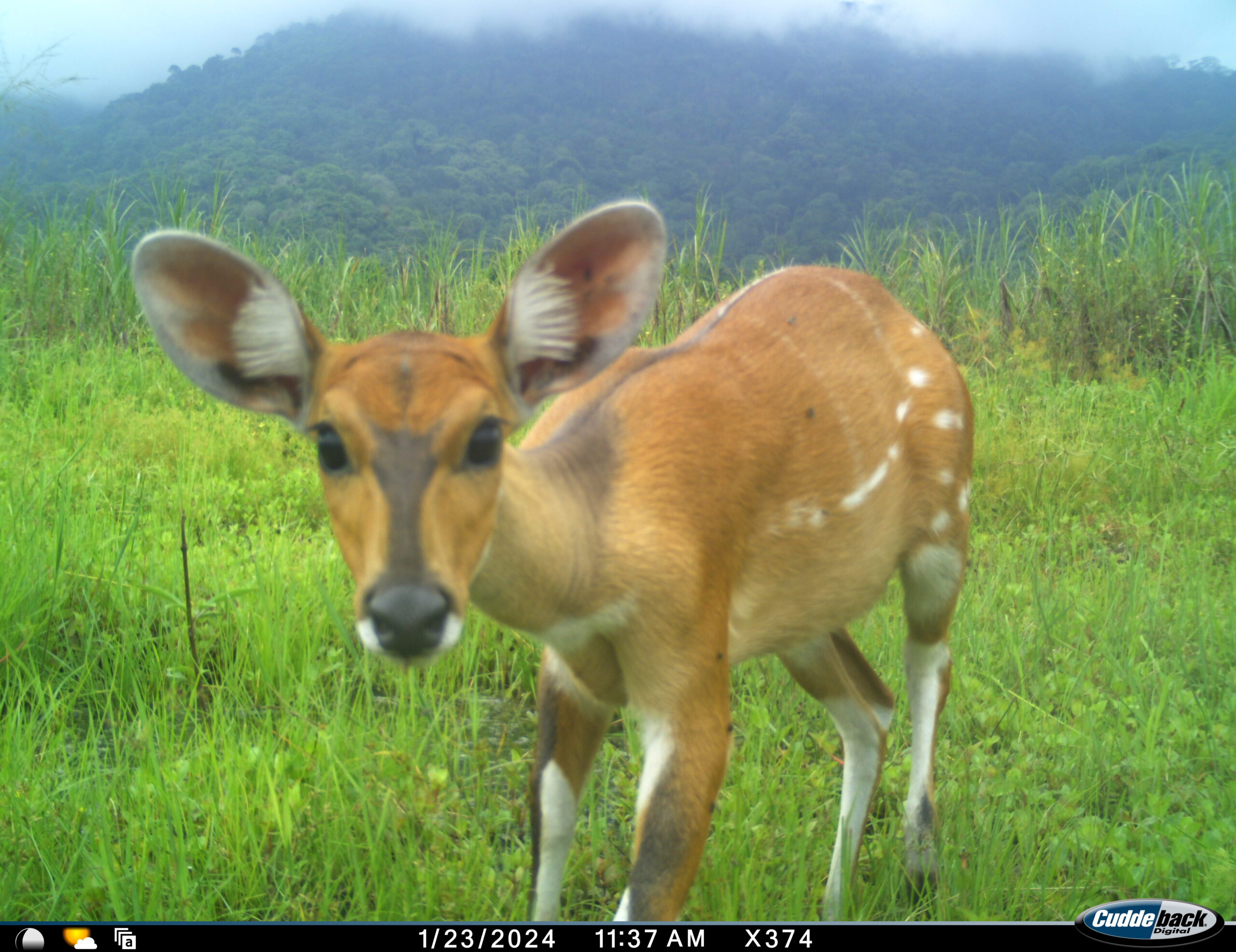 Een jonge bosbok in de wildgang, met de in mist gehulde Udzungwa-bergen op de achtergrond. Fotocredit: Zuid-Tanzania Olifantenprogramma.