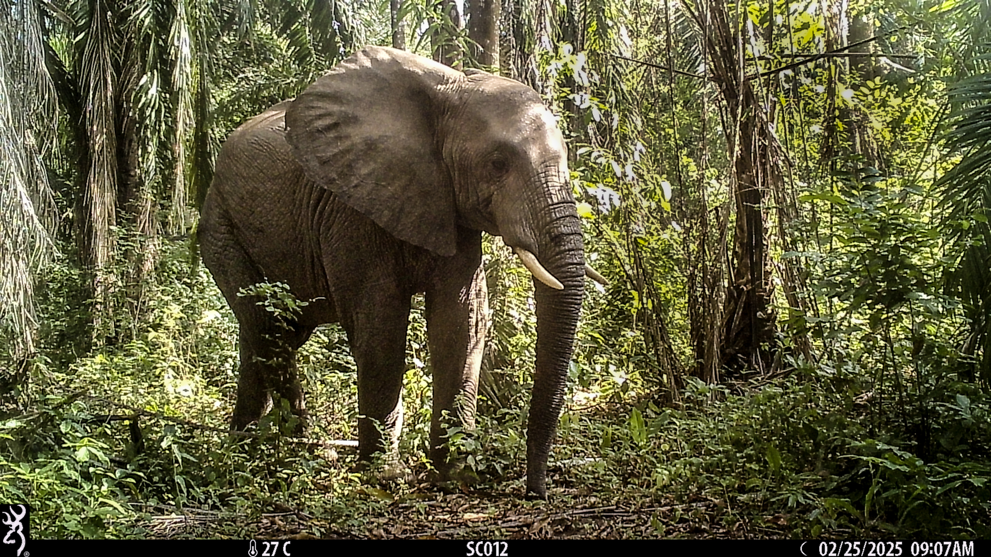 Een olifant beweegt zich door de wildcorridor, die opnieuw wordt begroeid met inheemse boomsoorten. Fotocredit: Zuid-Tanzania Olifantenprogramma.