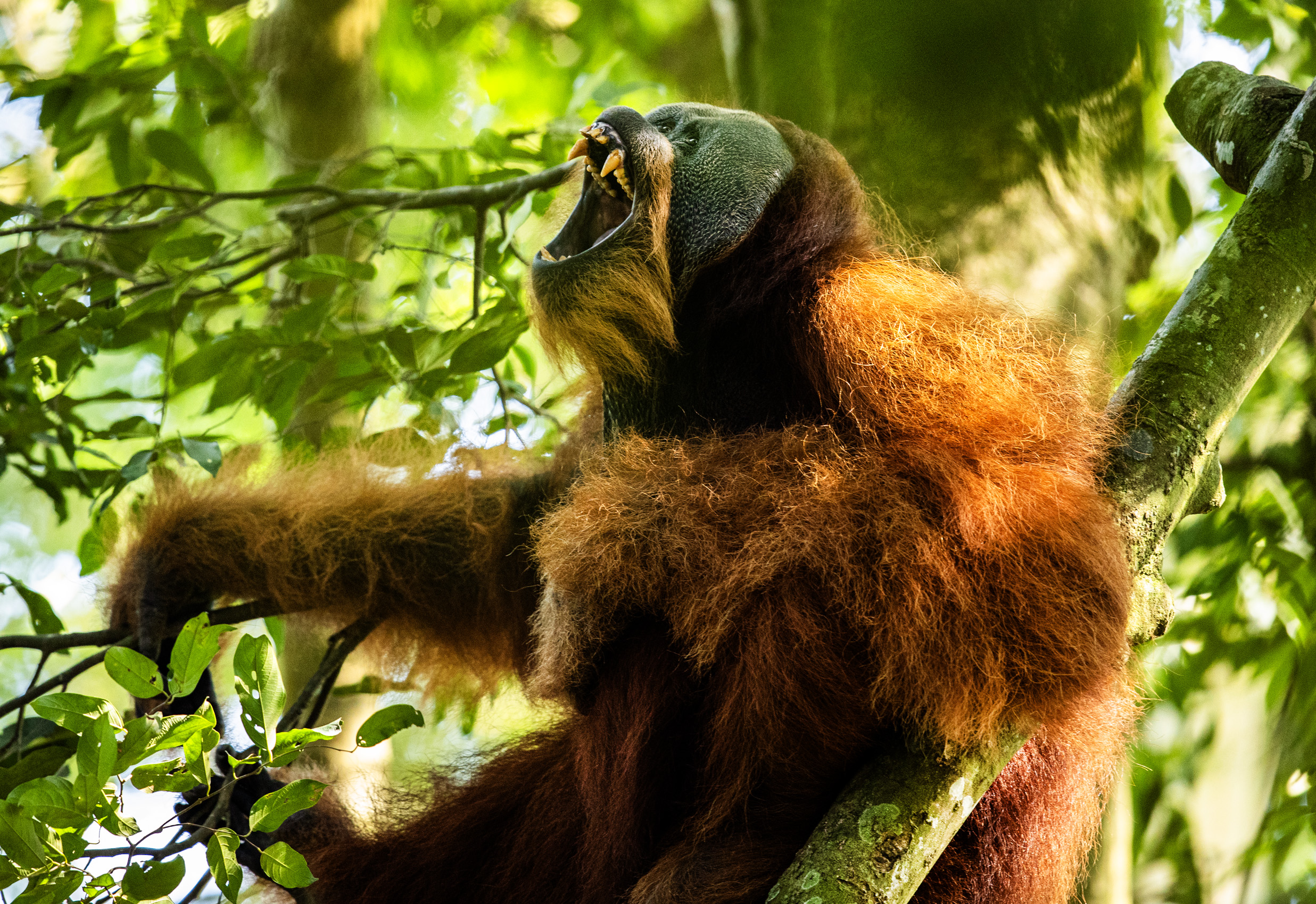 Een orang-oetan gezien in het Leuser-ecosysteem