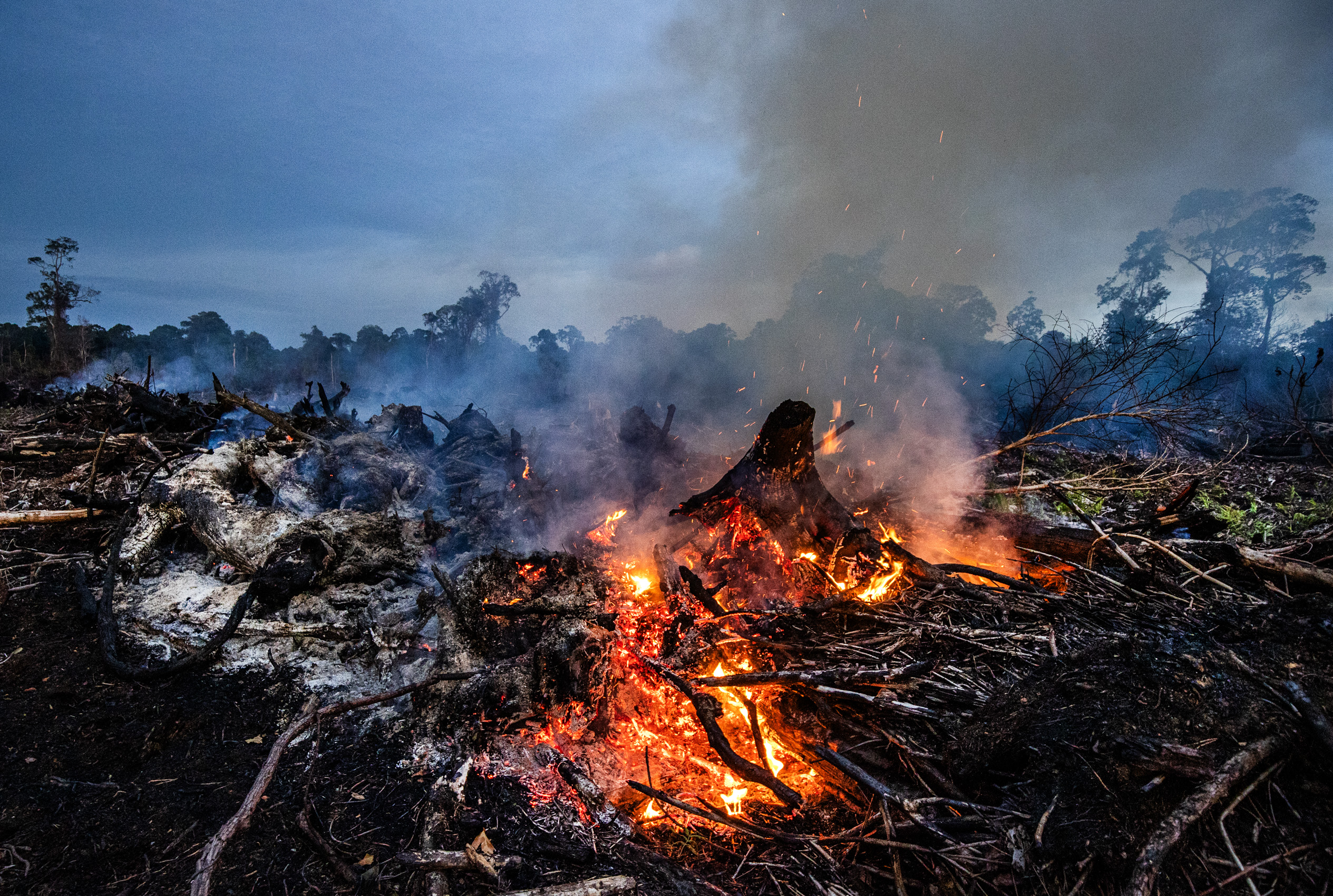 De branden zijn gering en er vindt illegale kap plaats in het Singkil-veenmoeras, het Leuser Ecosystem.