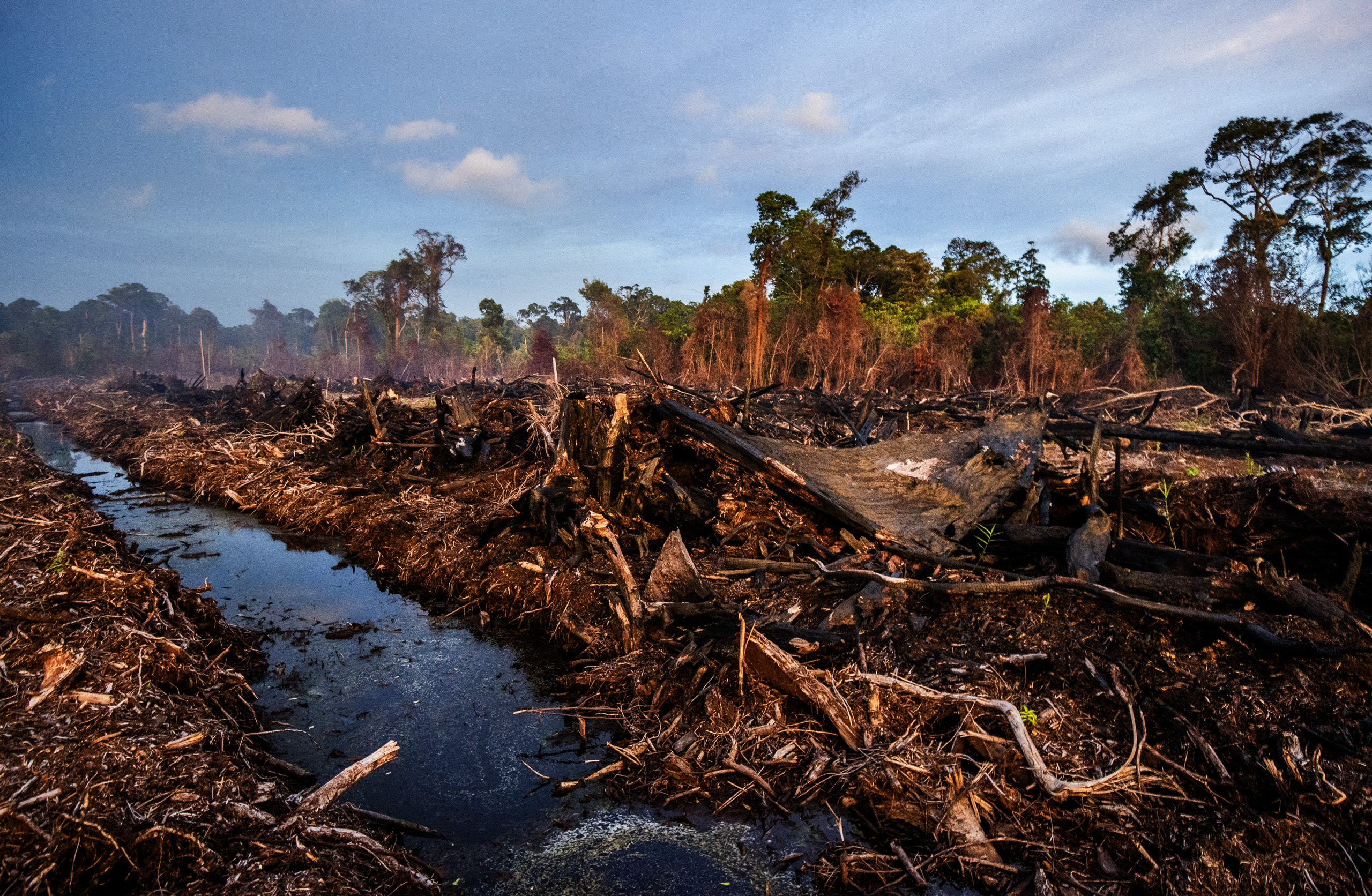 Illegale kap in het Singkil-veenmoeras, Leuser Ecosystem.