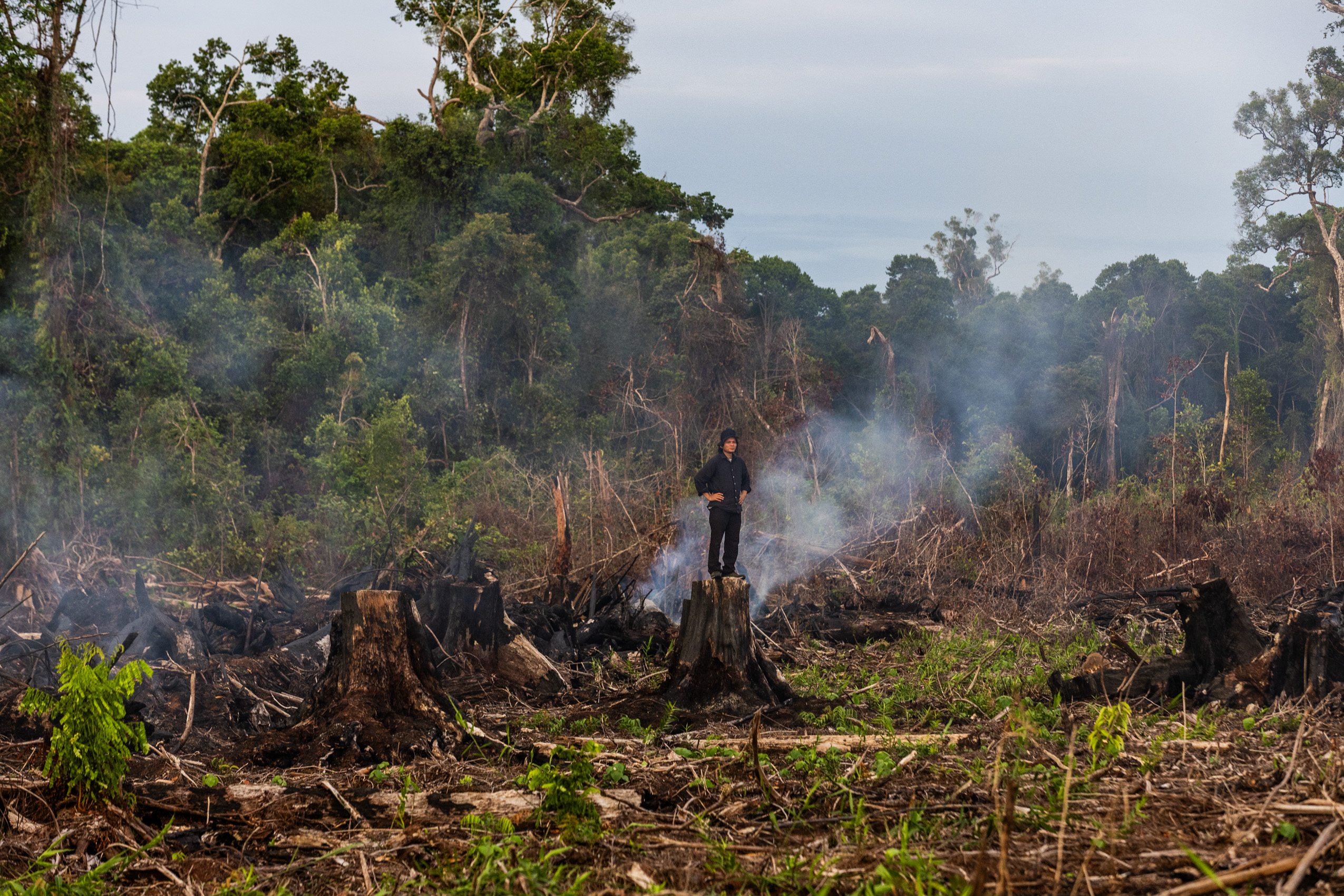 Een activist staat op een boomstronk tijdens de illegale kap in het Singkil-veenmoeras, Leuser Ecosystem.