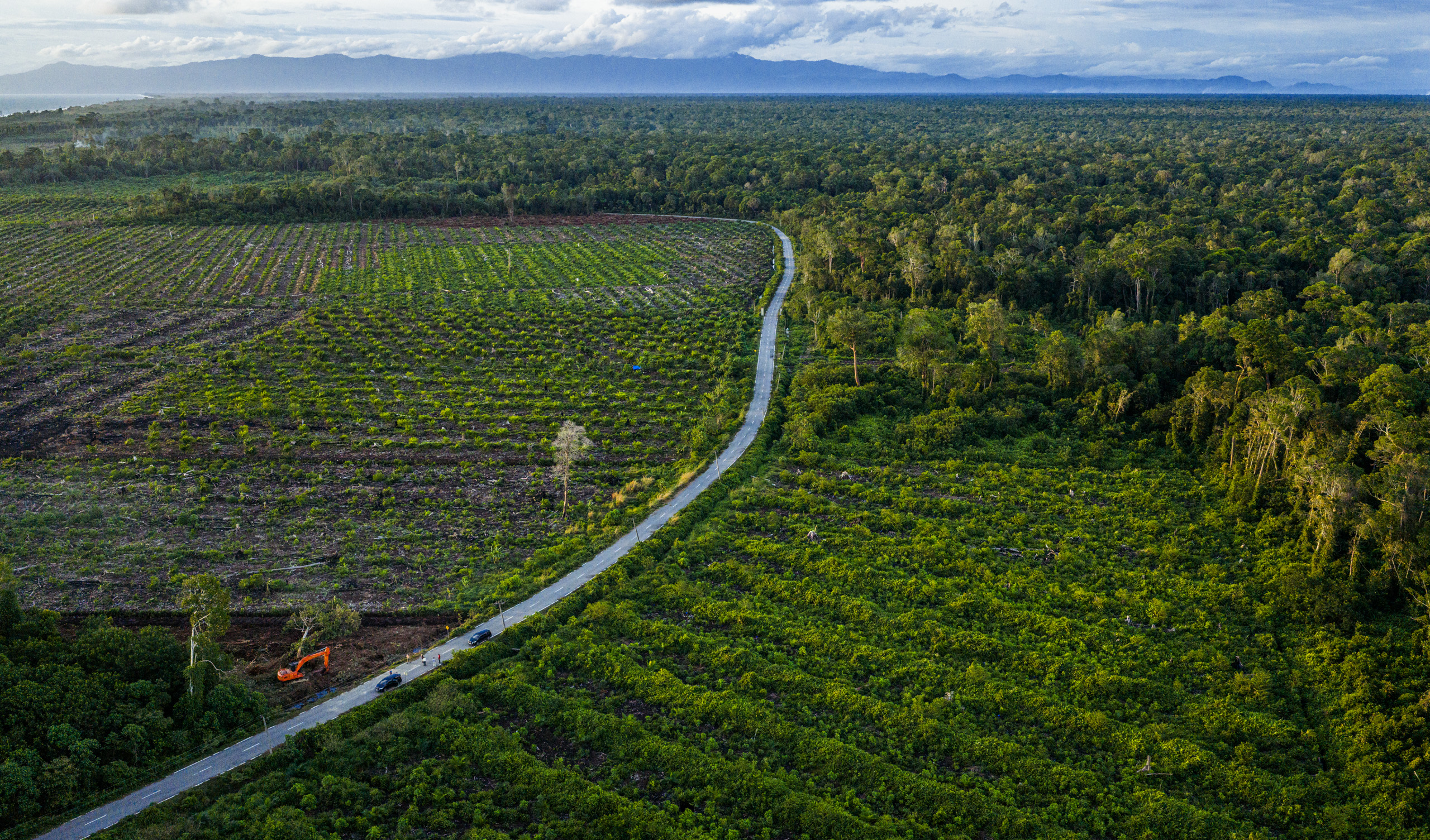 Illegale kap in het Singkil-veenmoeras, Leuser Ecosystem.