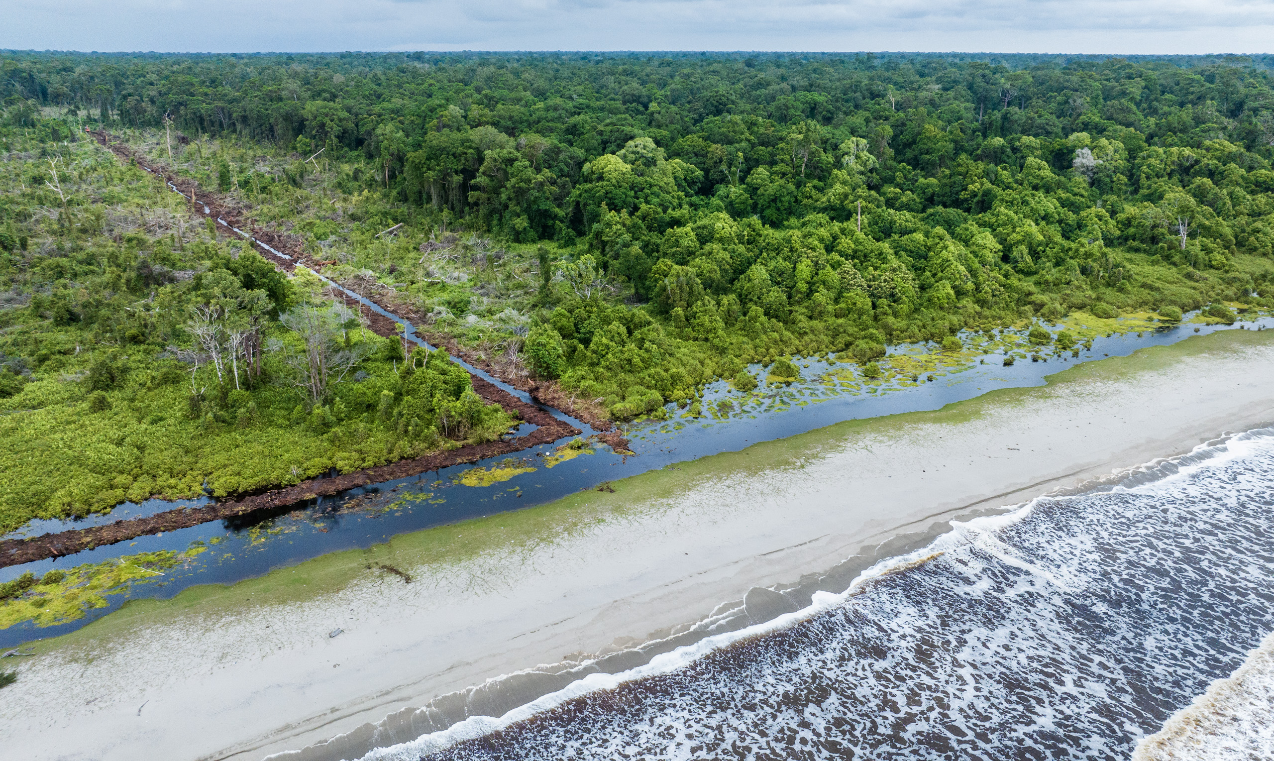 Illegale kap van kustbos in het Singkil-veenmoeras, Leuser Ecosystem.