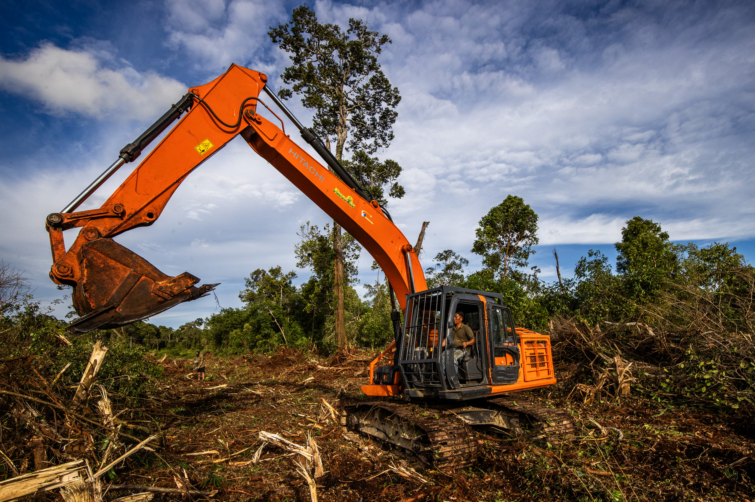 Illegale kap in het Singkil-veenmoeras, Leuser Ecosystem.