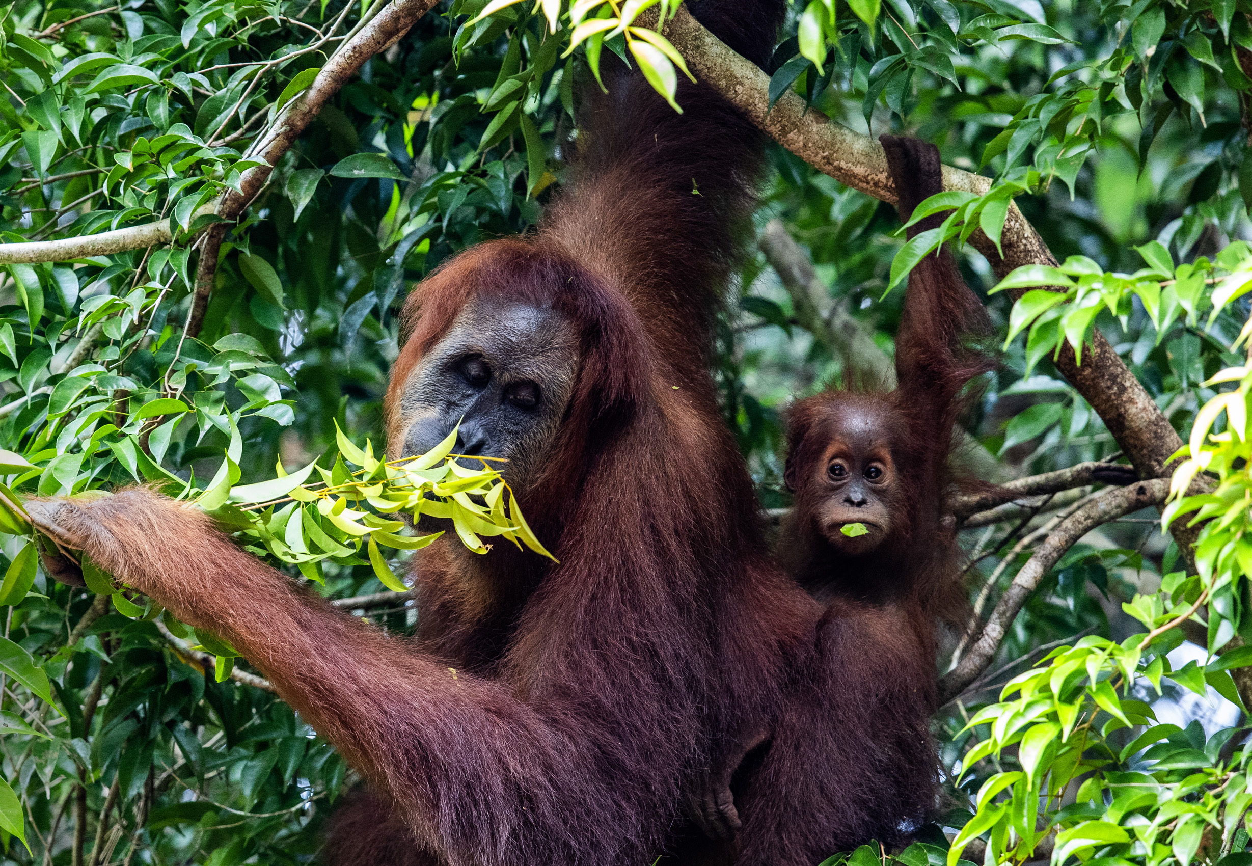Orang-oetans gezien in het Leuser-ecosysteem, de laatste plek op aarde waar tijgers, orang-oetans, olifanten en neushoorns nog naast elkaar bestaan.