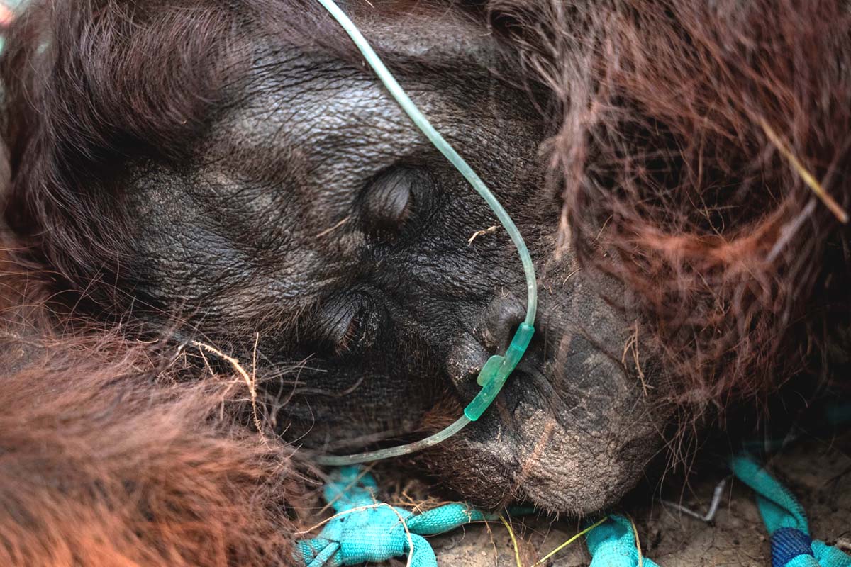 Deze mannelijke orang-oetan, genaamd Sampurna, werd door bewoners in zwakke toestand gevonden nabij een oliepalmplantage in Ketapang, West-Kalimantan.