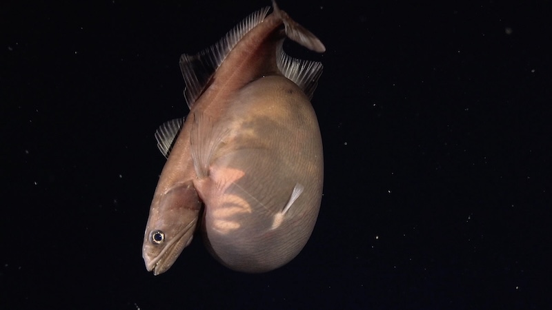 Zwarte zwaluwvis ​​met een opgezwollen buik
