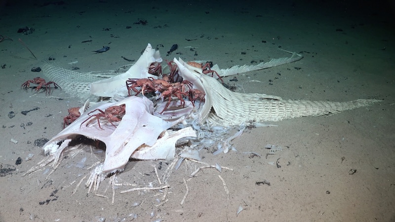 Rode krabben scharrelen op de witte kraakbeenachtige overblijfselen van een grote rog op de oceaanbodem.