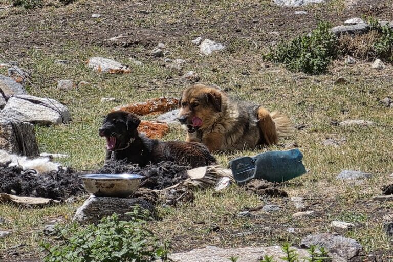 Herdershonden rusten bij een veekamp in Upper Limi, Humla, Nepal. Goed getrainde en nauwlettend gecontroleerde honden kunnen herders helpen hun vee te beschermen tegen roofdieren, maar de meeste honden die in Upper Humla werden waargenomen, waren zonder toezicht, ondervoed en zwierven tot op 10 kilometer van kampen rond, op jacht en intimiderend wild. Afbeelding met dank aan Geraldine Werhahn/Himalaya Wolves Project.