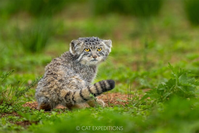 Pallas' kattenkittens in Mongolië. Deze kleine katten zijn kwetsbaar voor achteruitgang bij andere gravende soorten, omdat ze geen gaten voor zichzelf kunnen graven die ze gebruiken als schuilplaats en om hun jongen groot te brengen. Afbeelding door Sebastian Kennerknecht/Cat Expeditions