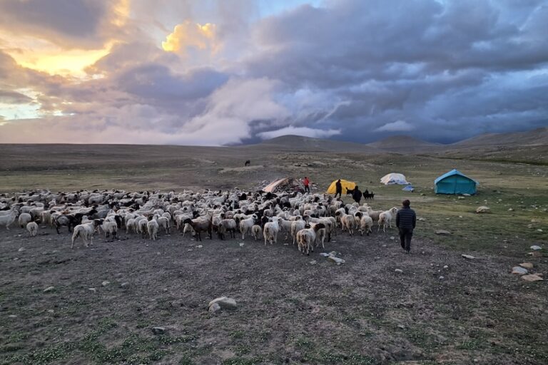 Een schapen- en geitenhoederskamp met vier herdershonden verzamelt zich voor de nacht in Chyakpolung, Upper Limi, Humla, Nepal. Afbeelding met dank aan Geraldine Werhahn/Himalaya Wolves Project.