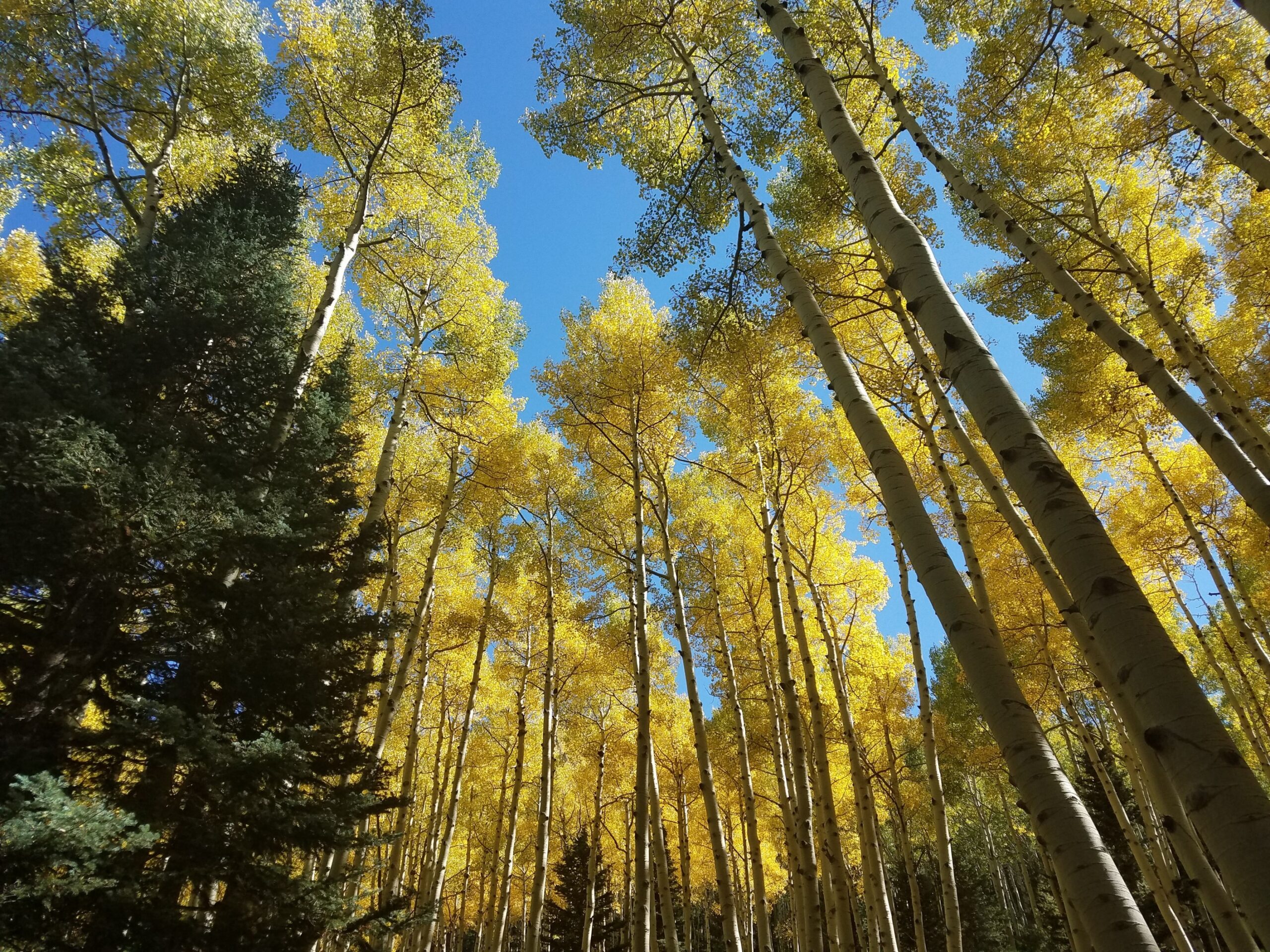 Herfstkleuren, Coconino National Forest, Arizona.