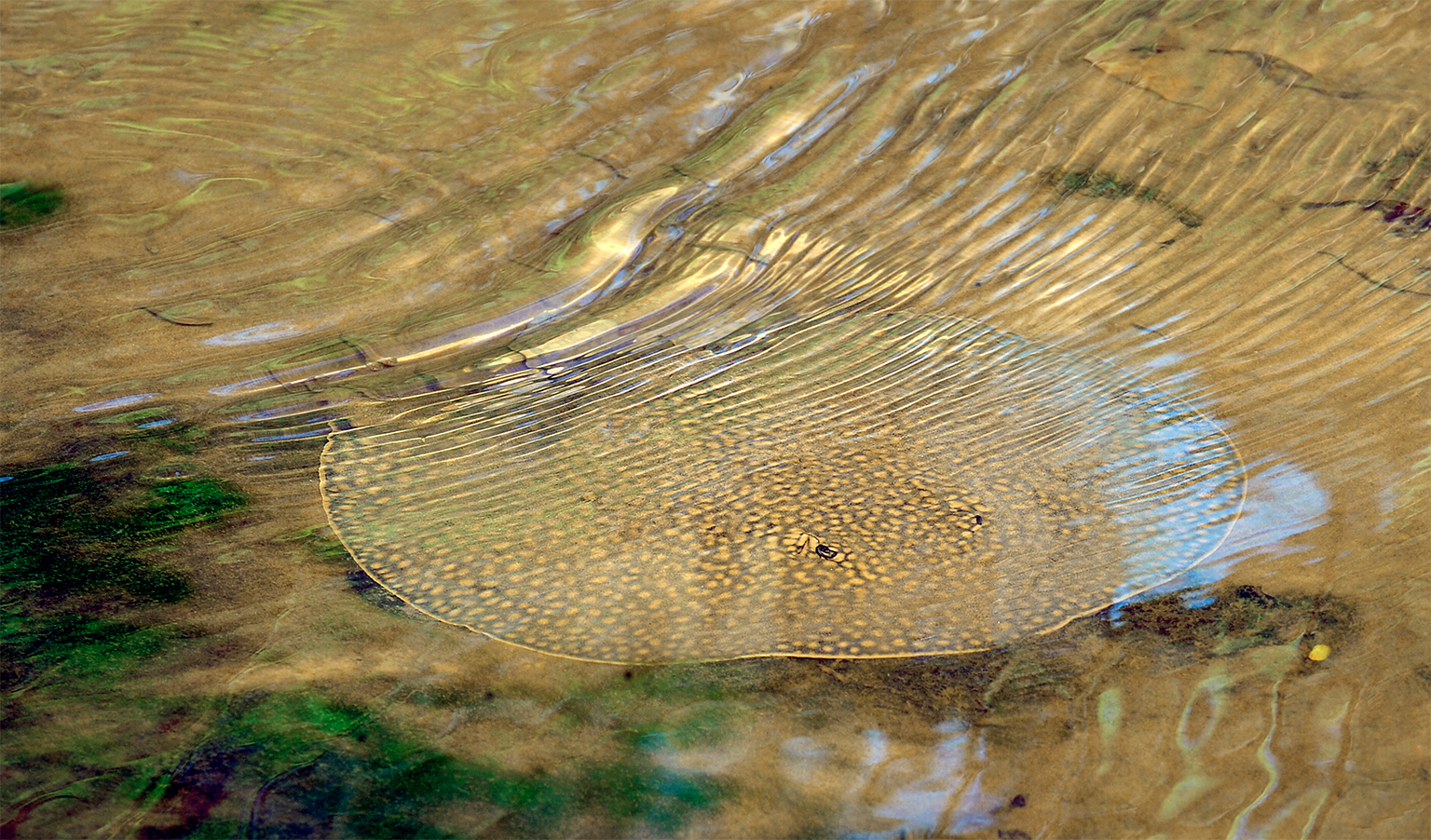 Tatiana's rivierpijlstaartrog (Potamotrygon tatianae) in Aguachile Stream, Bolivia. Afbeelding door Julie Larsen ©Wildlife Conservation Society.