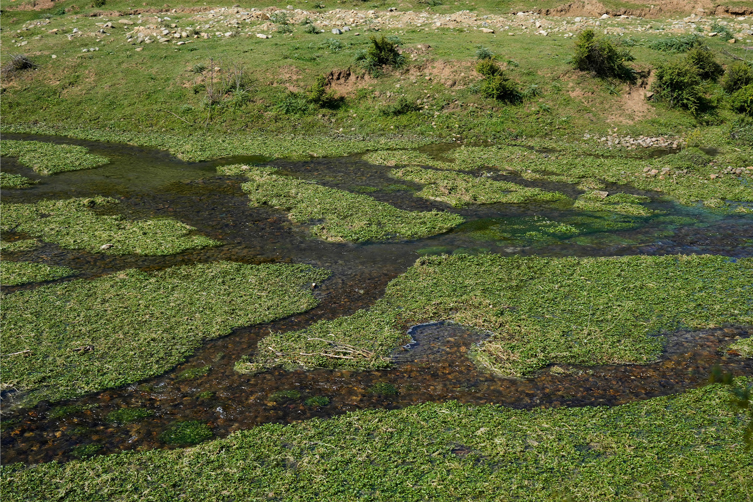 Onkruid wordt gezien als water dat uit een bron in het zuidelijke Qazigund-gebied van Kasjmir stroomt. 
