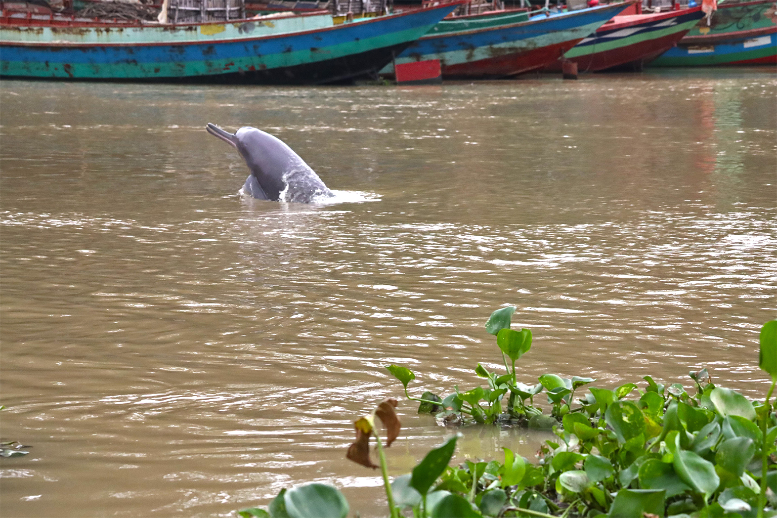 Uit een recent onderzoek is gebleken dat ongeveer twintig Ganges-rivierdolfijnen overleven in de vervuilde Buriganga-rivier.