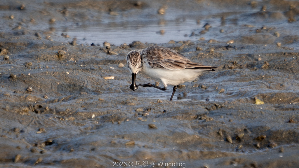 Een ernstig bedreigde lepelbekstrandloper (Calidris pygmaea) in Hainan, China. Afbeelding © 风织雾 via iNaturalist (CC BY-NC 4.0). 