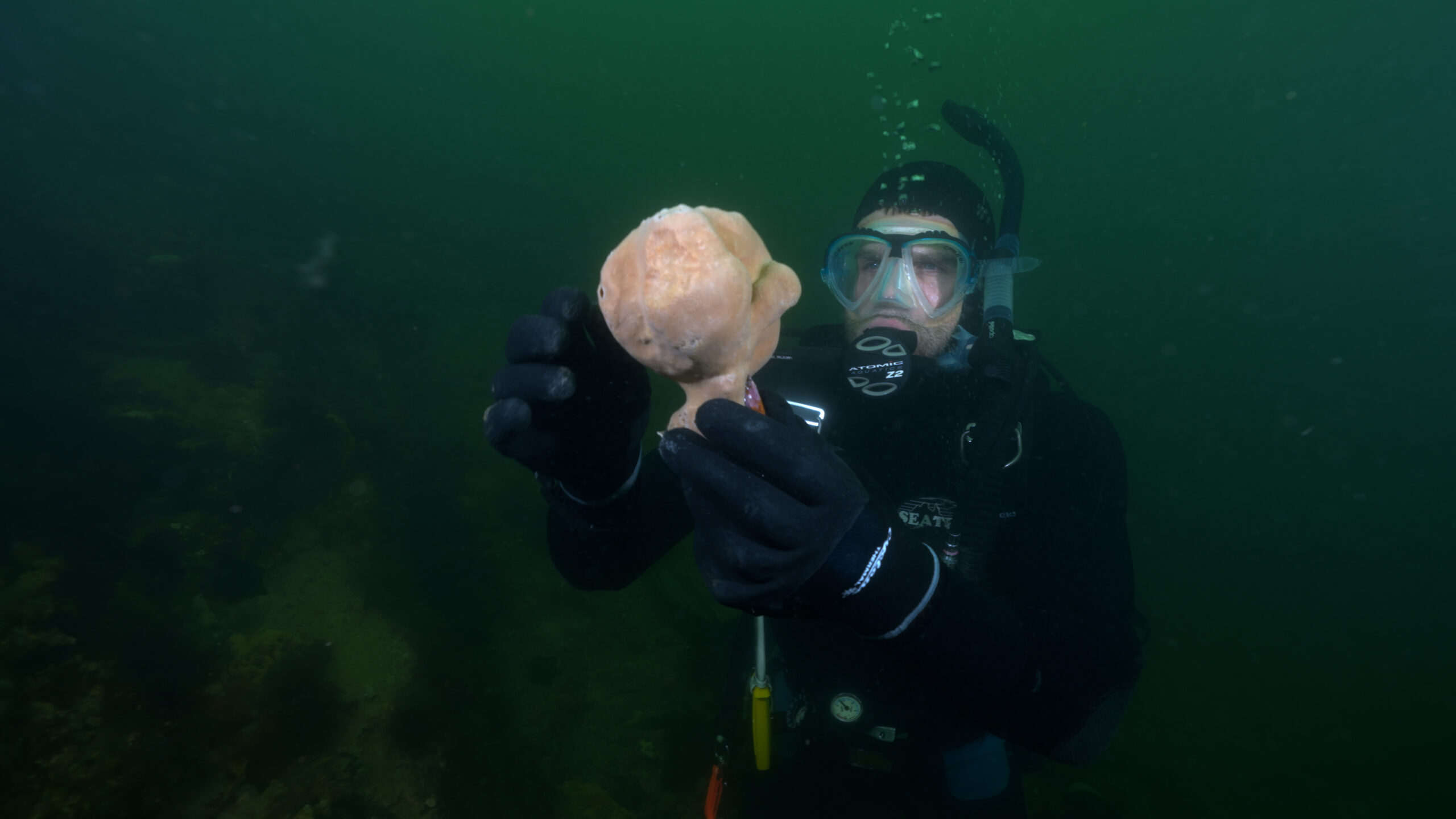 Een duiker die een zeespons vasthoudt. Het inzaaien van rotsen die worden gebruikt als bescherming tegen erosie van windturbines met zeesponzen of oesters kan het herstel van het ecosysteem bevorderen.