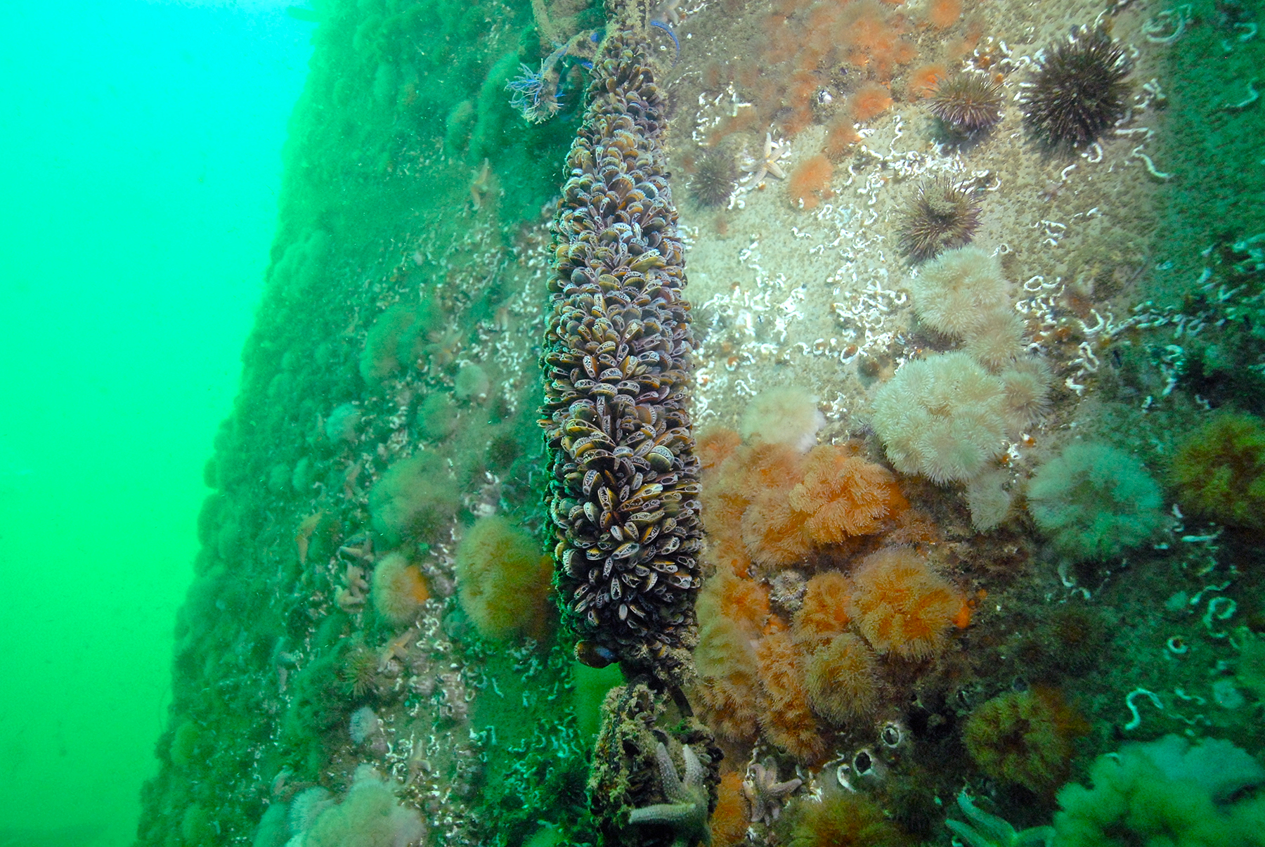 Biodiversiteit op een offshore windturbine, waaronder blauwe mosselen, pruimanemonen, zee-egels, gewone zeesterren, zeepokken en kokerwormen.