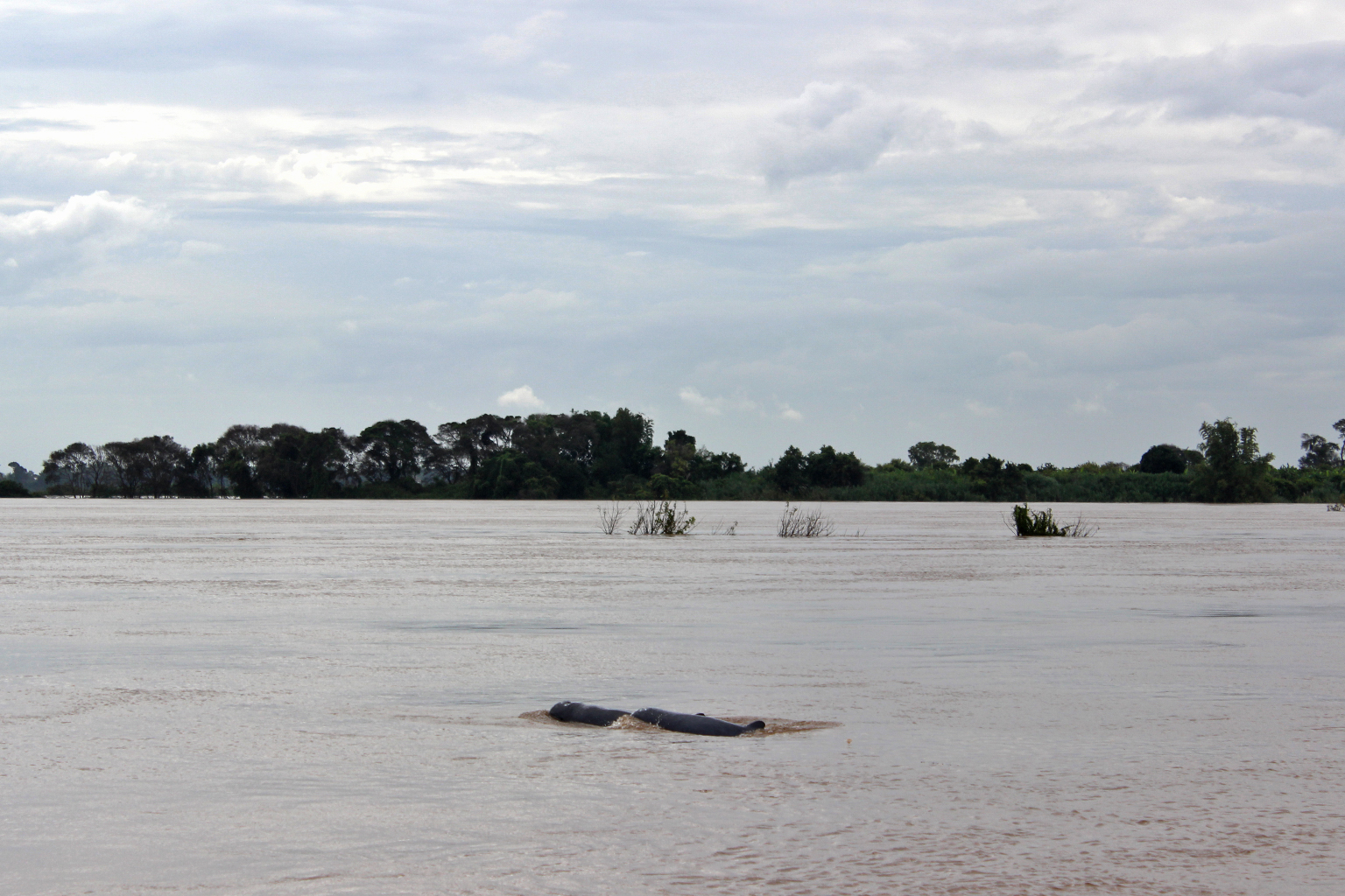Een paar zoetwater Irrawaddy-dolfijnen (Orcaella brevirostris) komen naar adem in een diepwater Kampi-zwembad
