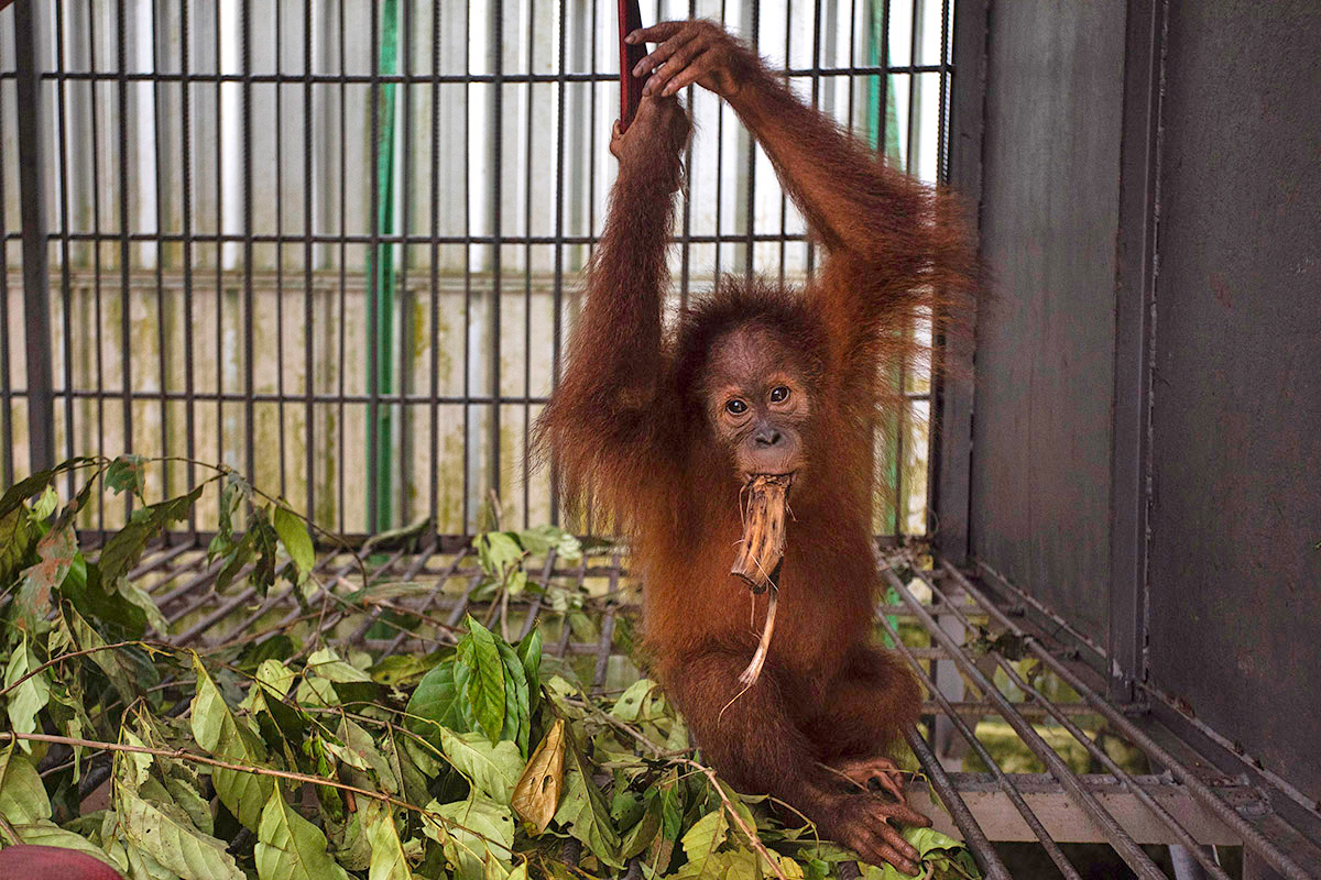 Een geredde orang-oetanbaby in Indonesië.