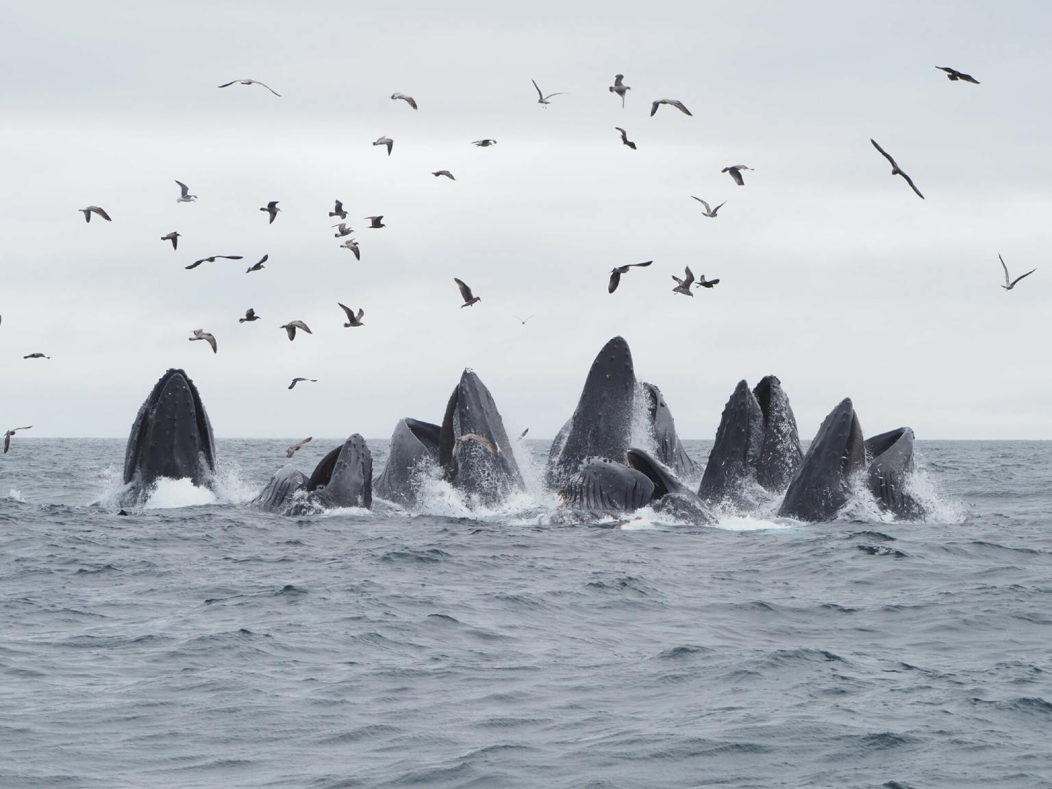 Bultruggen (Megaptera novaeangliae) in Monterey Bay National Marine Sanctuary, Californië.
