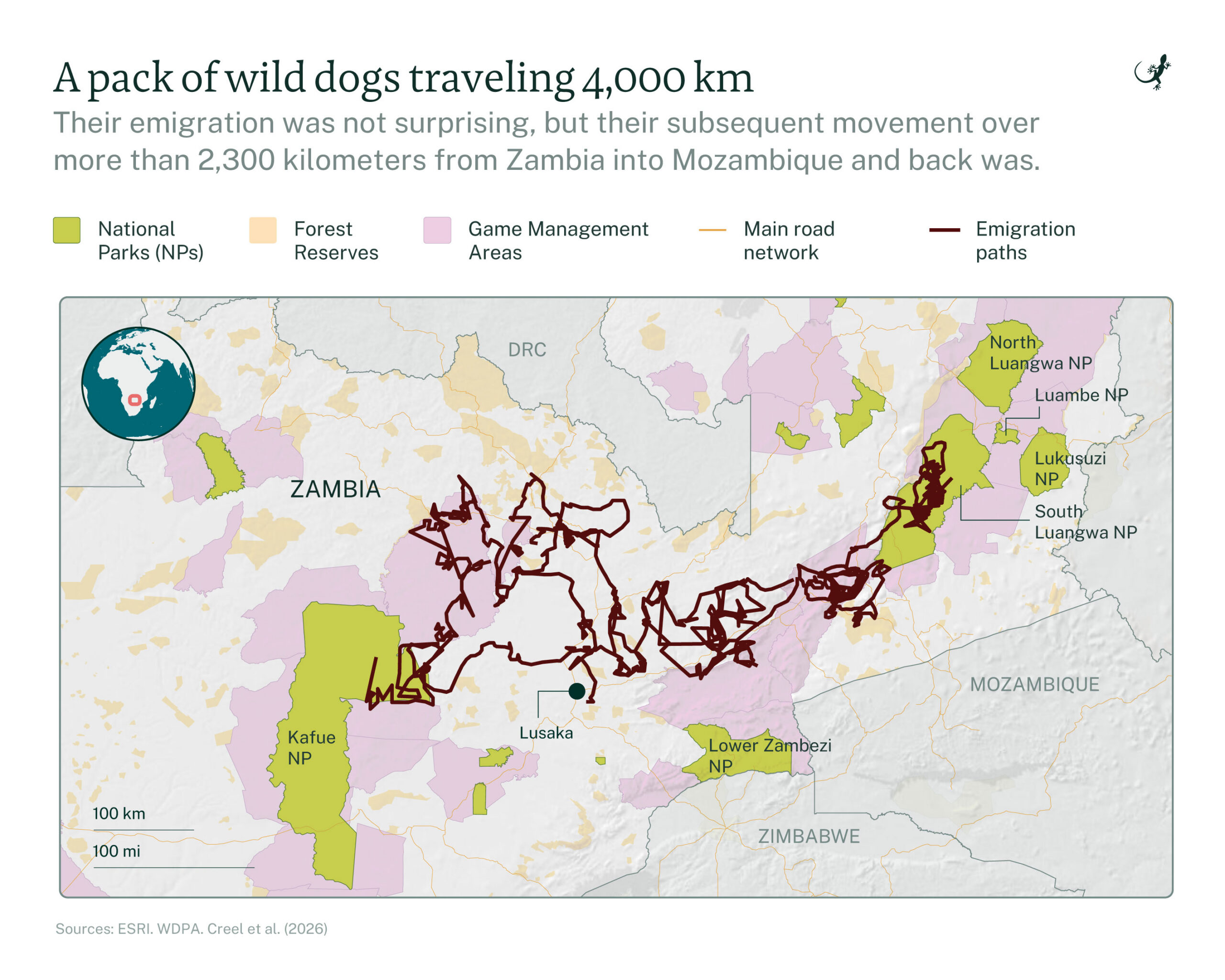 Kaart die het ruige traject toont van een kleine roedel wilde honden die zich door Zambia naar Mozambique en terug verspreiden op zoek naar een nieuwe roedel.