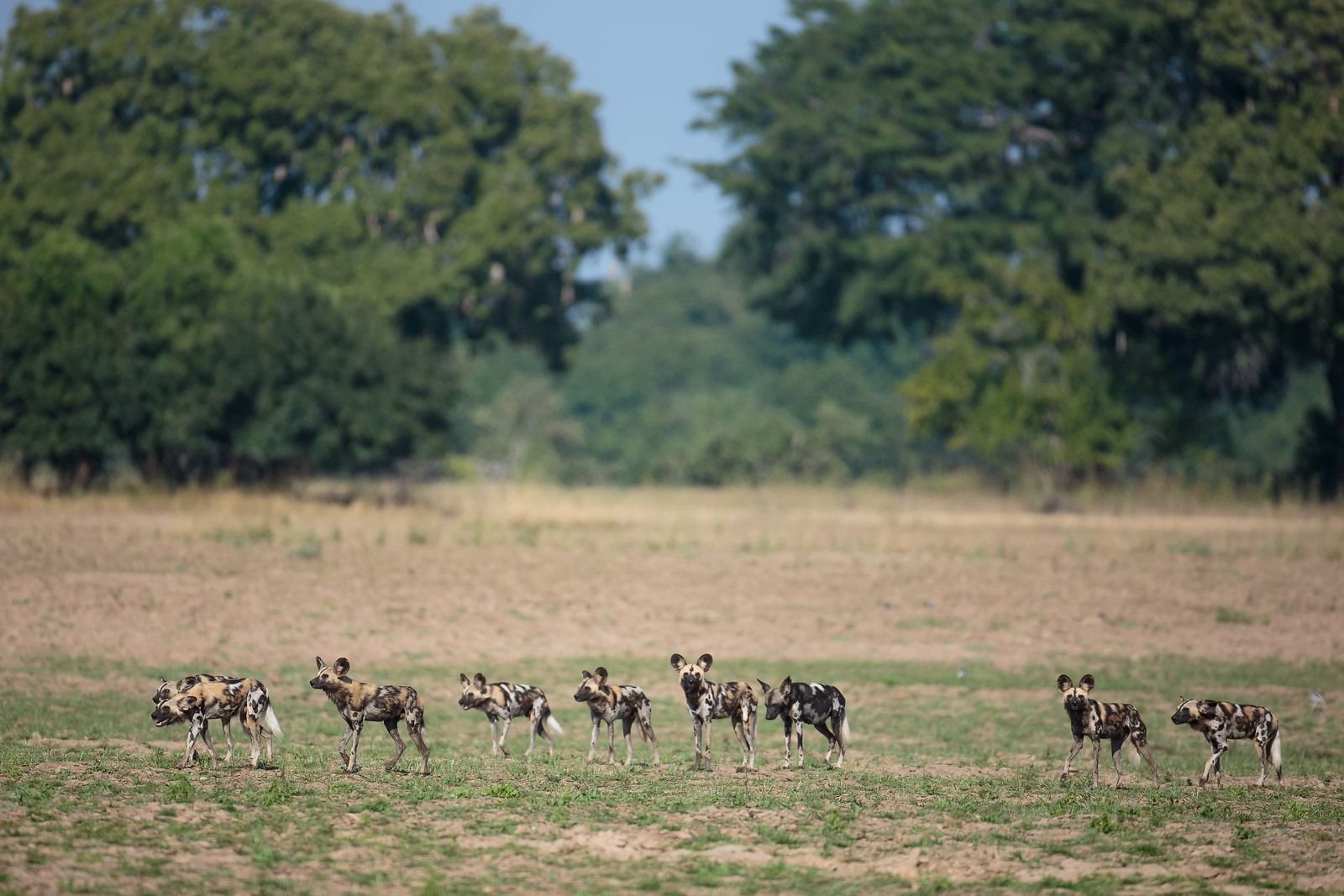Een groep bedreigde Afrikaanse wilde honden beweegt zich langs de Luangwa-rivier in het South Luangwa National Park