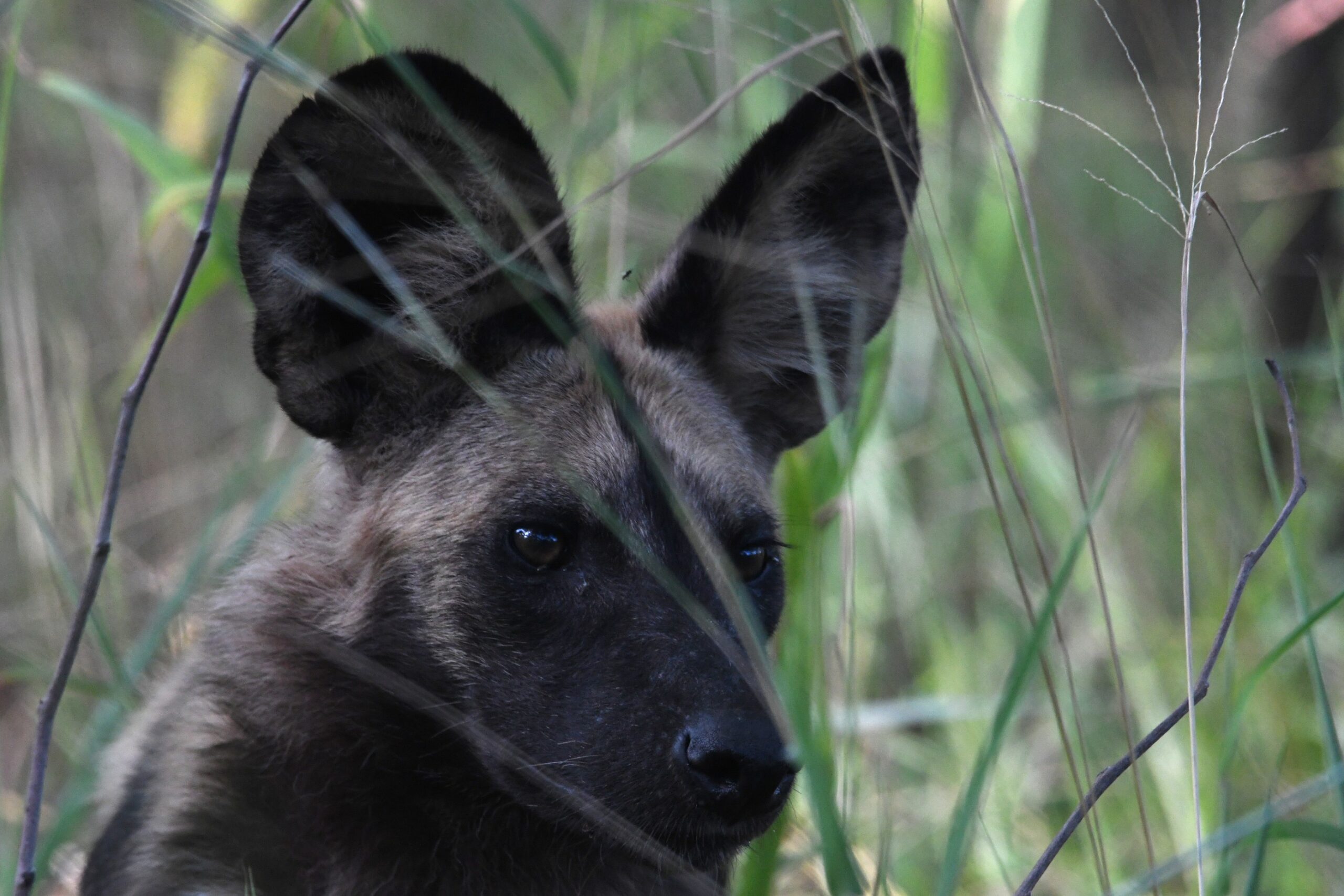 Een Afrikaanse wilde hond (Lycaon pictus) in Kafue National Park, Zambia. Afbeelding met dank aan Stephi Matsushima/ZCP.