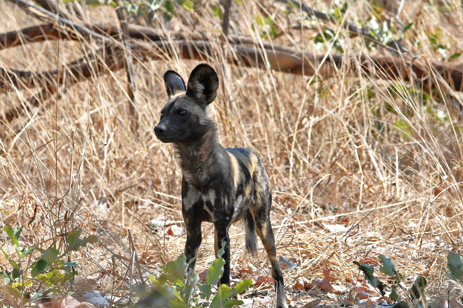 KWD2061, een van de Mayukuyuku-mannetjes, een drietal wilde honden die zich verspreidden vanuit Kafue National Park