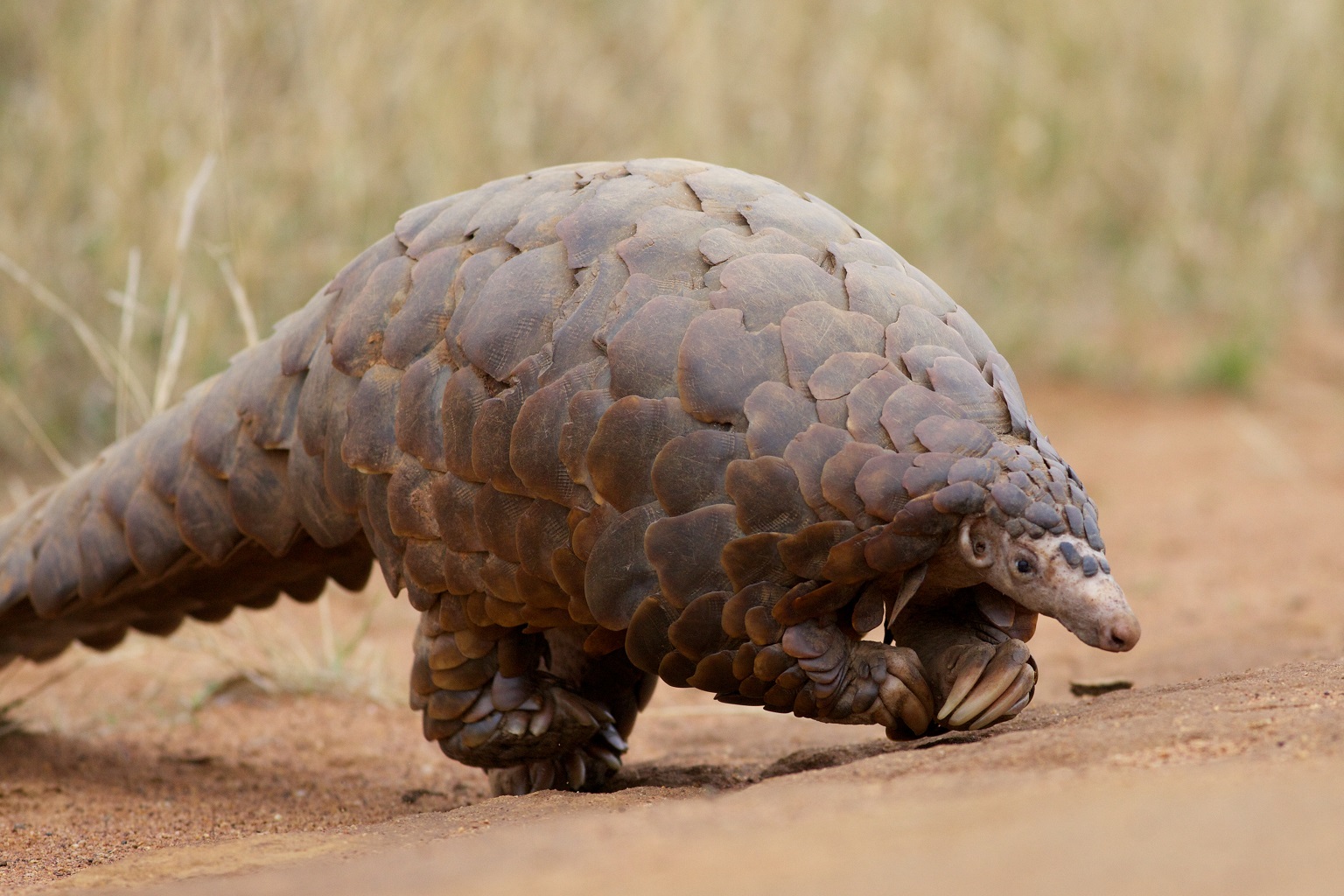 Een Temmincks schubdier, een van de twee soorten schubdieren die in Zambia voorkomen. Illegaal bezit van schubdierenschubben resulteert doorgaans in een gevangenisstraf van minimaal vijf jaar in het land.