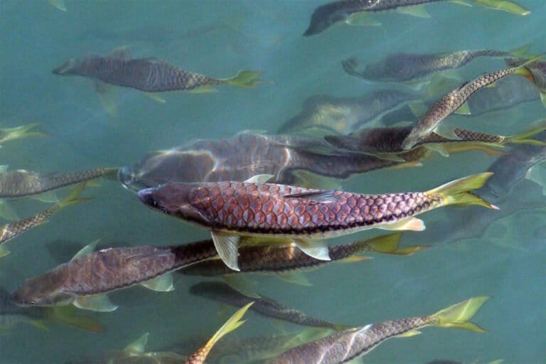 Gouden mahseer (Tor putitora) Babai-rivier, Nepal. Volgens een onderzoek behoren de inheemse vissoorten die in de Pokhara-vallei voorkomen tot de families Cyprinidae. Mastacembelidae, Belonidae, Bagridae, Clariidae en Channidae. Enkele van de meest voorkomende inheemse vissoorten zijn gouden mahseer, tor mahseer (Tor tor) en rohu (Labeo rohita). Afbeelding door Charles J. Sharp via Wikimedia Commons (CC BY-SA 4.0).