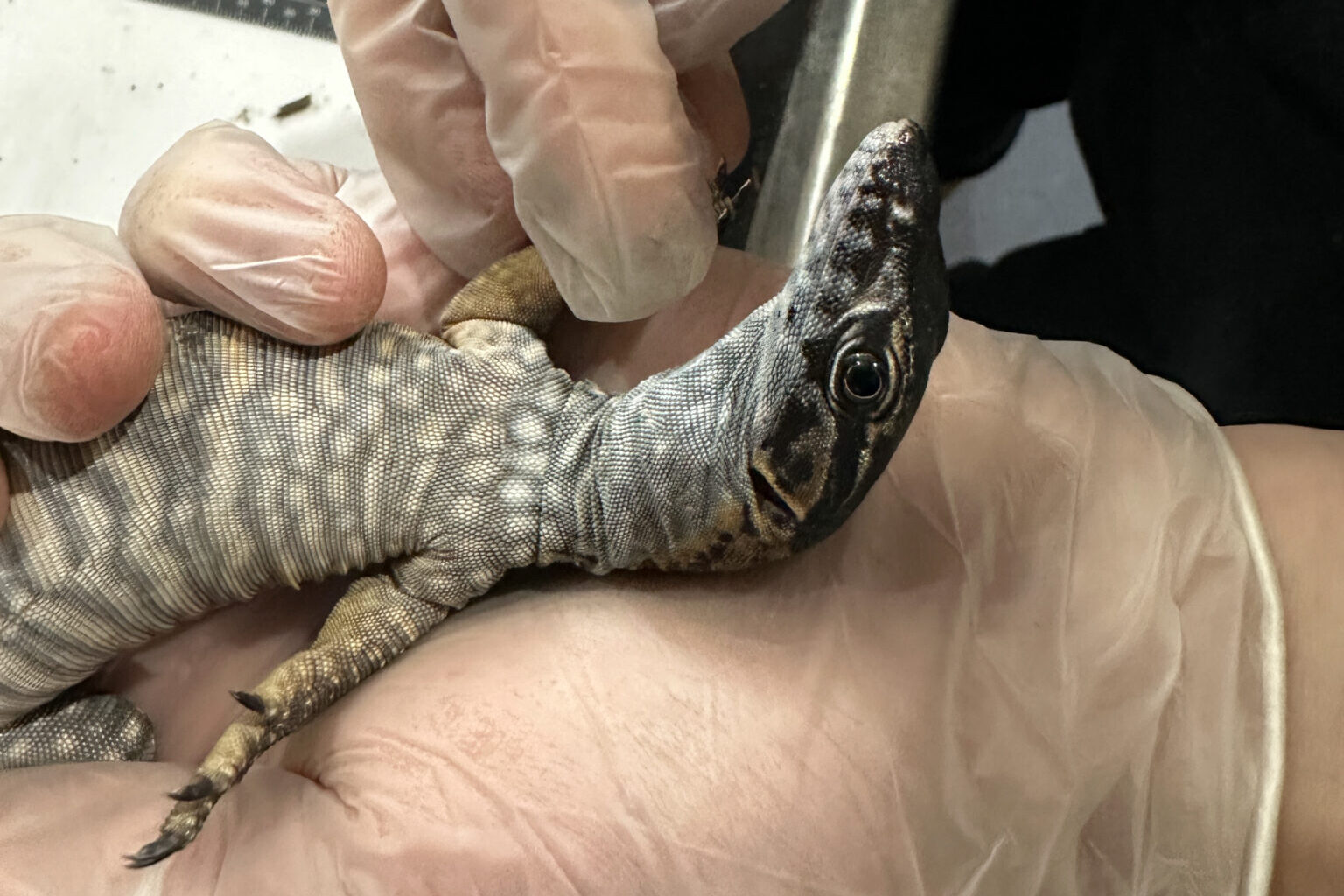 Deze kantmonitor werd in beslag genomen als onderdeel van een groter onderzoek genaamd Operatie Athos. De unieke inheemse wilde dieren van Australië, met name reptielen, zijn zeer gewild bij criminele netwerken die actief zijn in de wereldwijde illegale handel in huisdieren. Afbeelding met dank aan de National Environment Protection Agency.