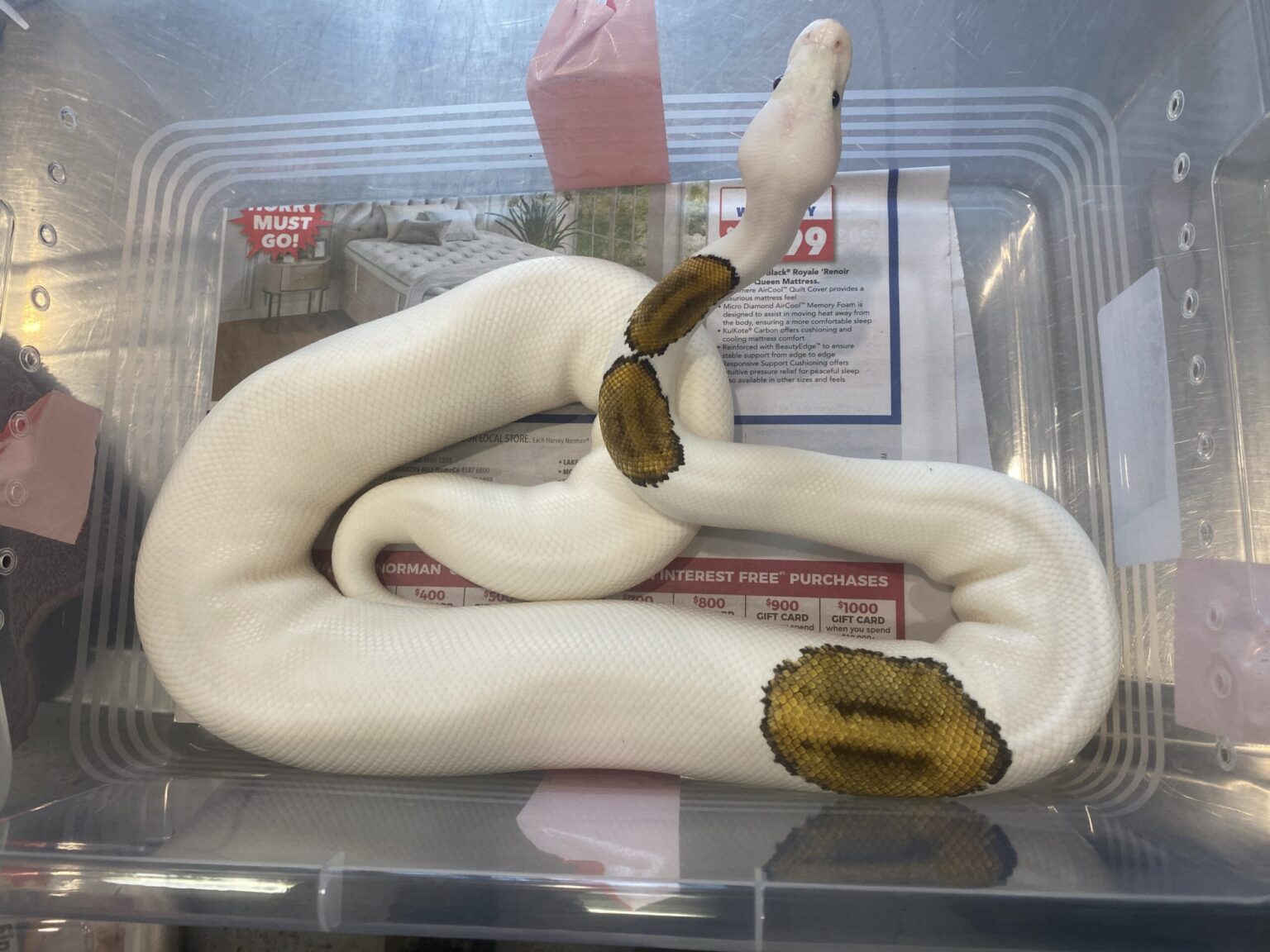 Bij de eerste grote operatie sinds de oprichting op 1 juli heeft de Australische National Environmental Protection Agency reptielen in beslag genomen, waaronder hognose-slangen en balpythons. Afbeelding met dank aan de National Environmental Protection Agency