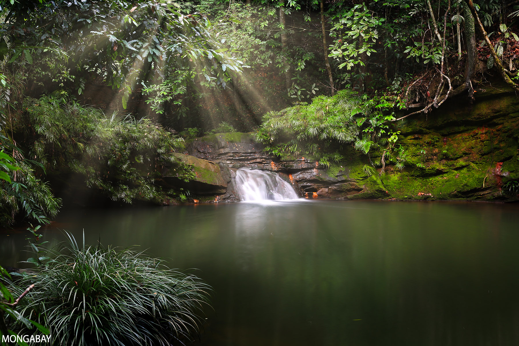 Regenwoud op Borneo. Foto door Rhett A. Butler