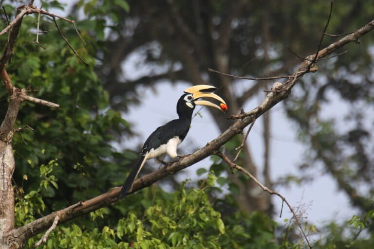 Oosterse bonte neushoornvogel