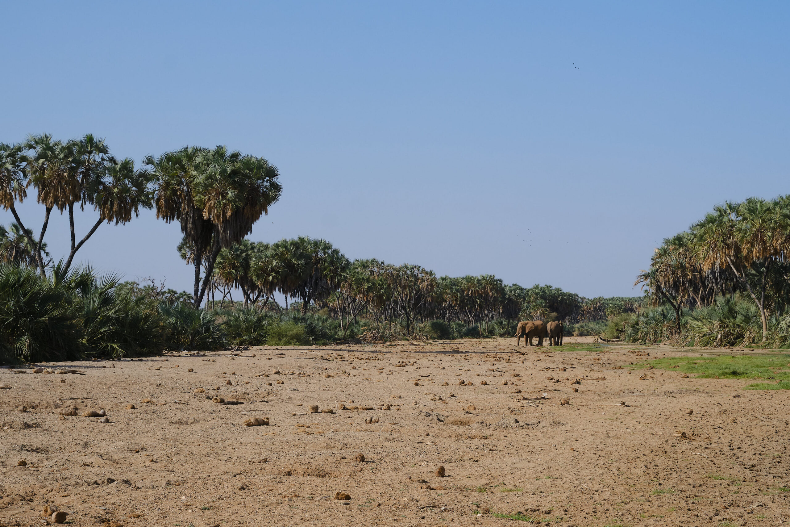 Savanneolifanten in het Biliquo Bulesa-reservaat in het noorden van Kenia. Afbeelding door Ashoka Mukpo / Mongabay.