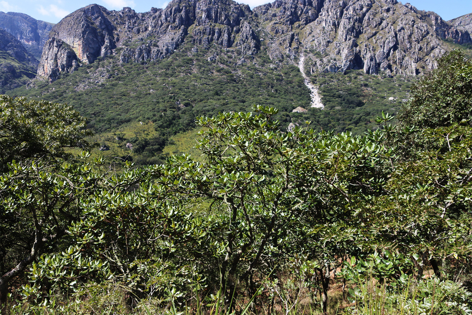 Muzhanje (Uapaca kirkiana), Chimanimani, Zimbabwe.