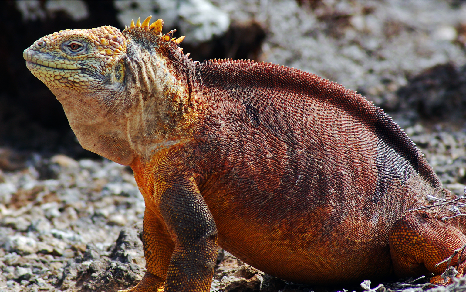 Vantara heeft veel endemische en zeldzame soorten verworven, waaronder de landleguanen van de Galápagos.