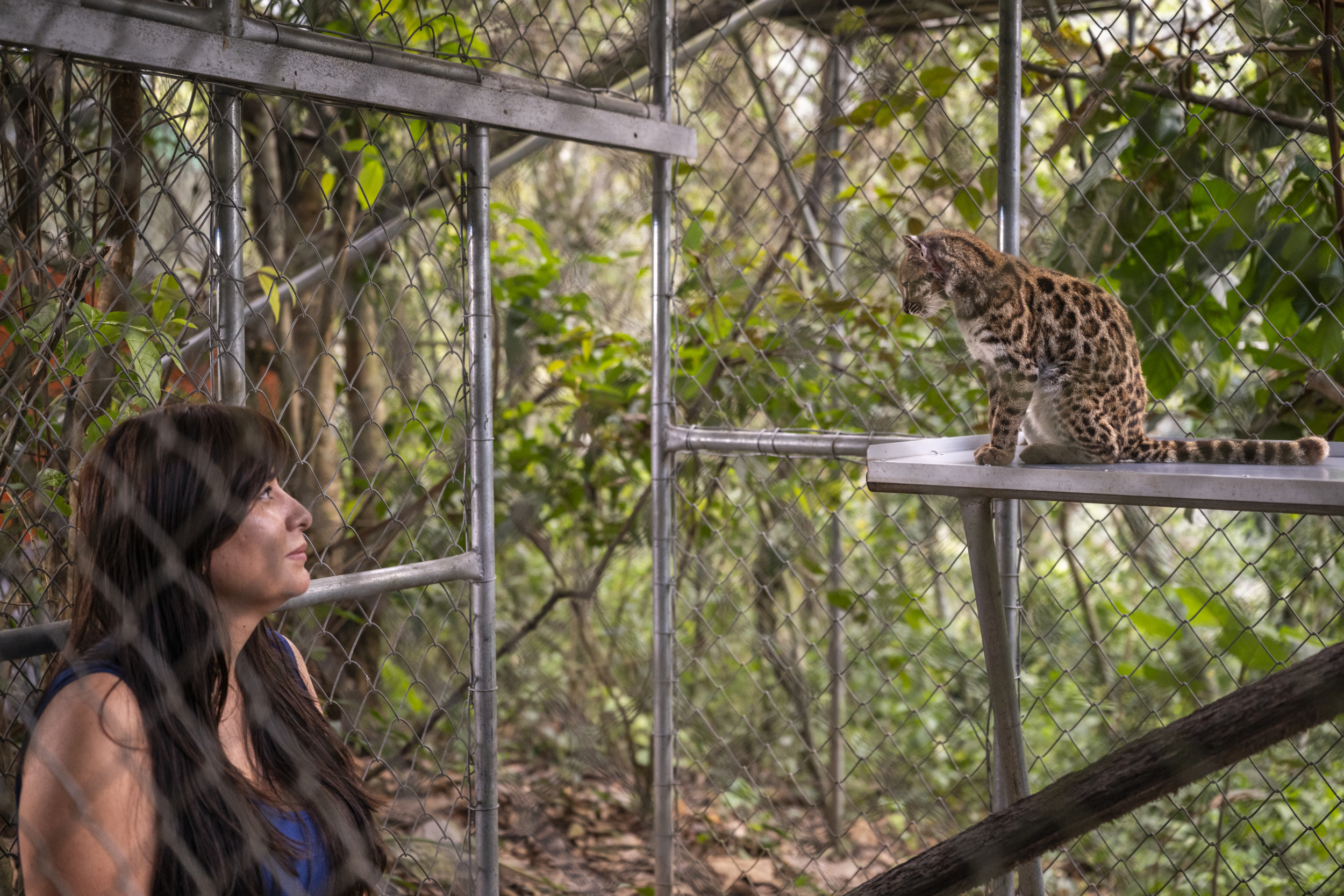 Bolivia, 1 september 2026 – National Geographic-onderzoeker Paola Nogales observeert een individu van Leopardus tilcayo in het Senda Verde Wildlife Sanctuary in de Yungas-regio van Bolivia. Nogales leidde het onderzoek dat de kat als een nieuwe soort identificeerde. Het dier is het enige bekende individu van de soort dat in gevangenschap leeft. Het kwam rond 2017 in het opvangcentrum aan nadat het was overgedragen door een plaatselijke familie die het in hun huis had bewaard. Foto door Fernando Faciole/National Geographic.