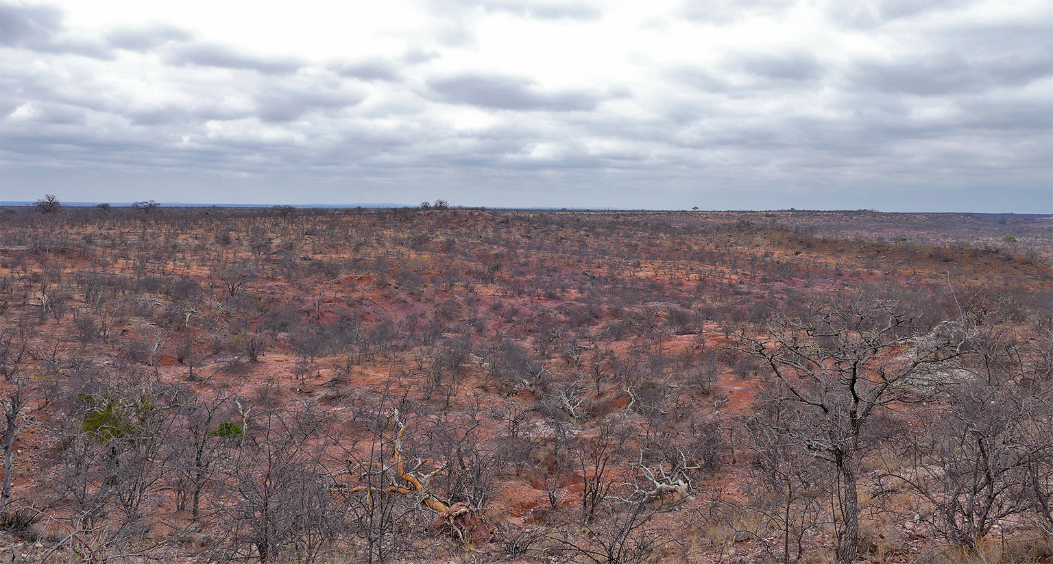Extreme droogte in een mopane (mopani) bos in de Zuid-Afrikaanse provincie Limpopo. 