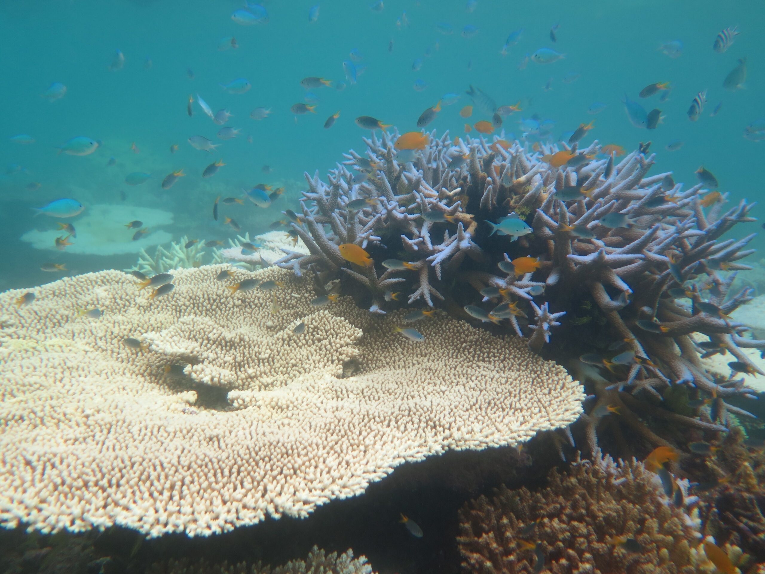 Onderwaterrif met beschadigde koralen tijdens een bleekonderzoek uitgevoerd in het Cairns/Cooktown Management Area van het Great Barrier Reef Marine Park in 2017.
