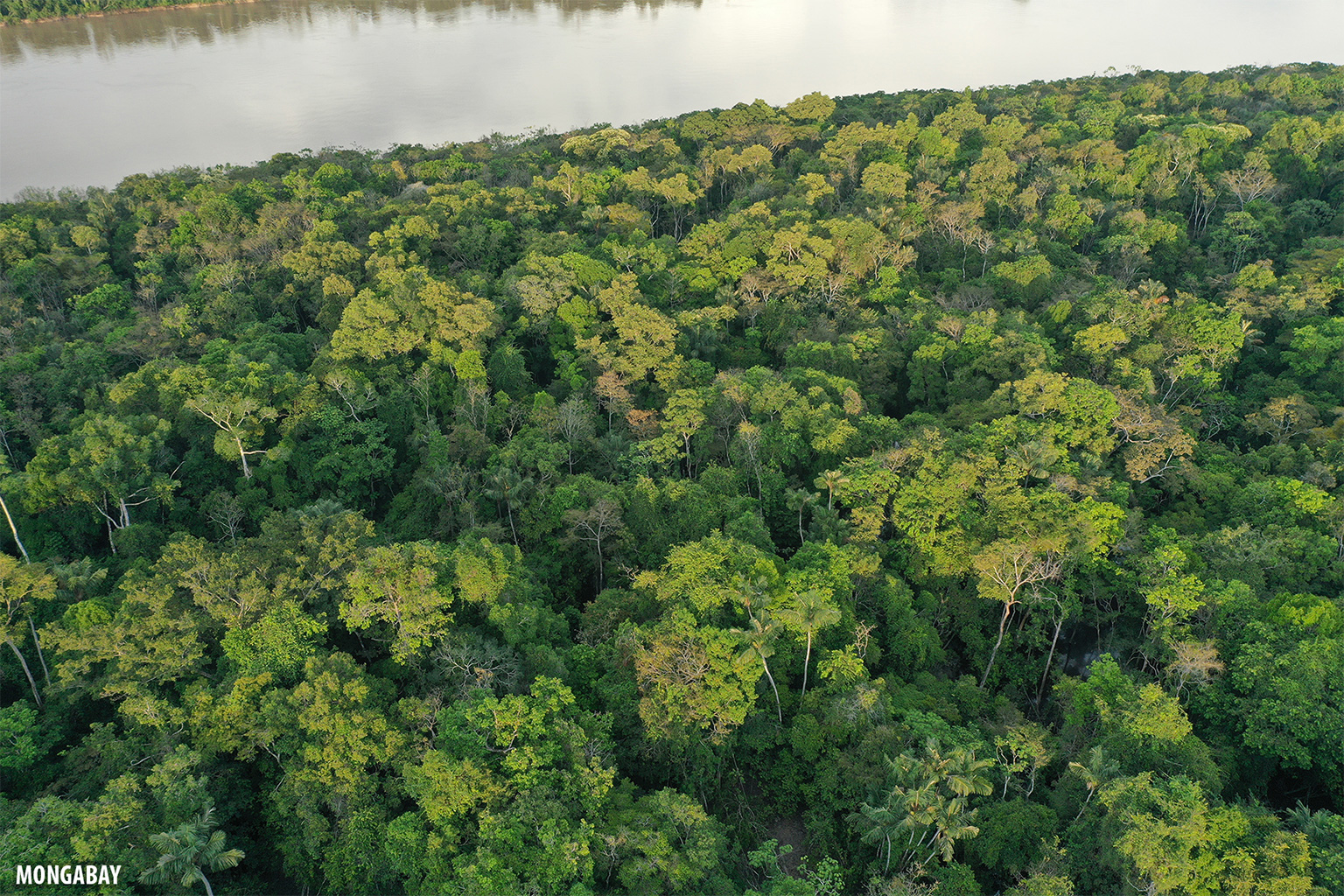 Amazoneregenwoud in Brazilië