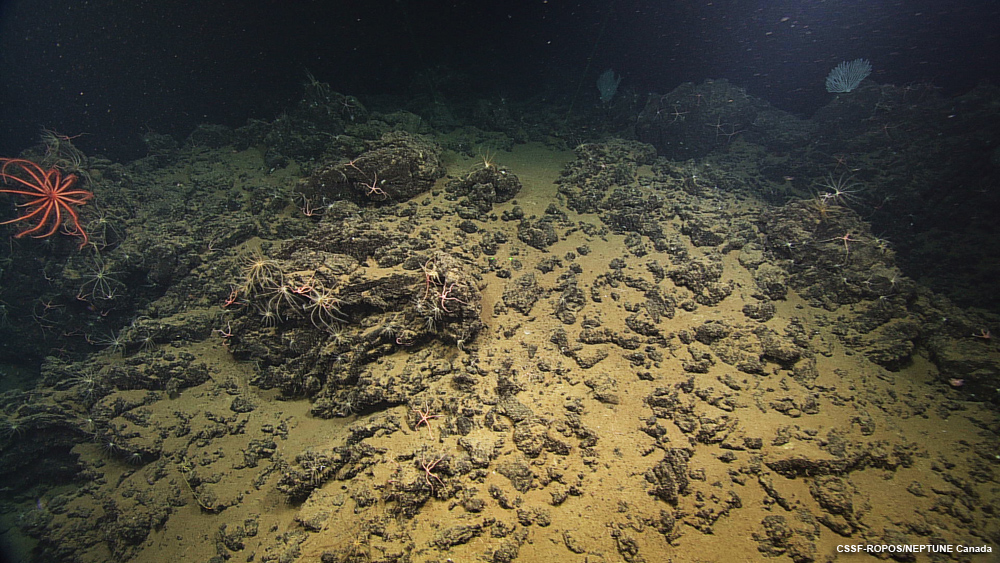 Crinoïde, veersterren, gorgonen en slangsterren op een rotsachtige bodem