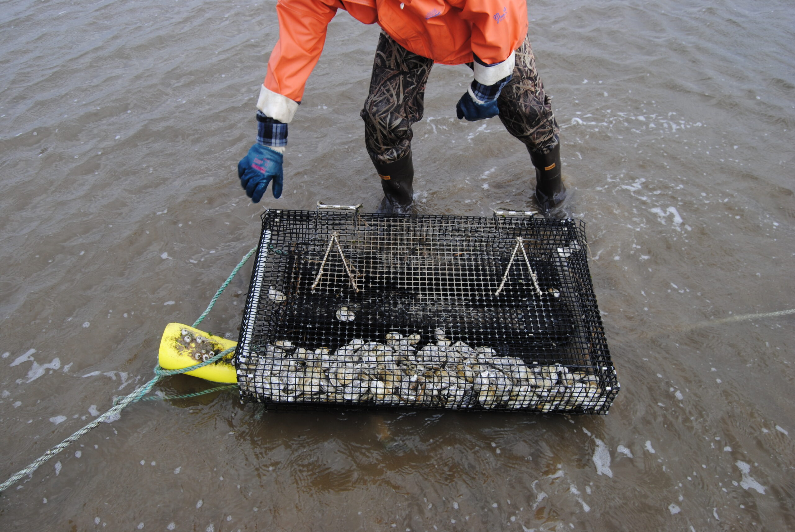 Een teler verzorgt een kooi met oesters (Crassostrea virginica) op een aquacultuurboerderij in het getijdengebied. Verzuring van de oceaan beïnvloedt het vermogen van oesters en andere schelpdieren om hun calciumcarbonaatschelpen te bouwen en te onderhouden.