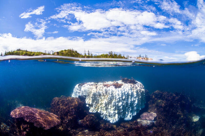 Een gebleekt Porites-koraal in het Great Barrier Reef voor de kust van Magnetic Island, Australië, tijdens een hittegolf op zee in 2020, toen de watertemperatuur 32 graden Celsius (89,6 graden Fahrenheit) bedroeg. 