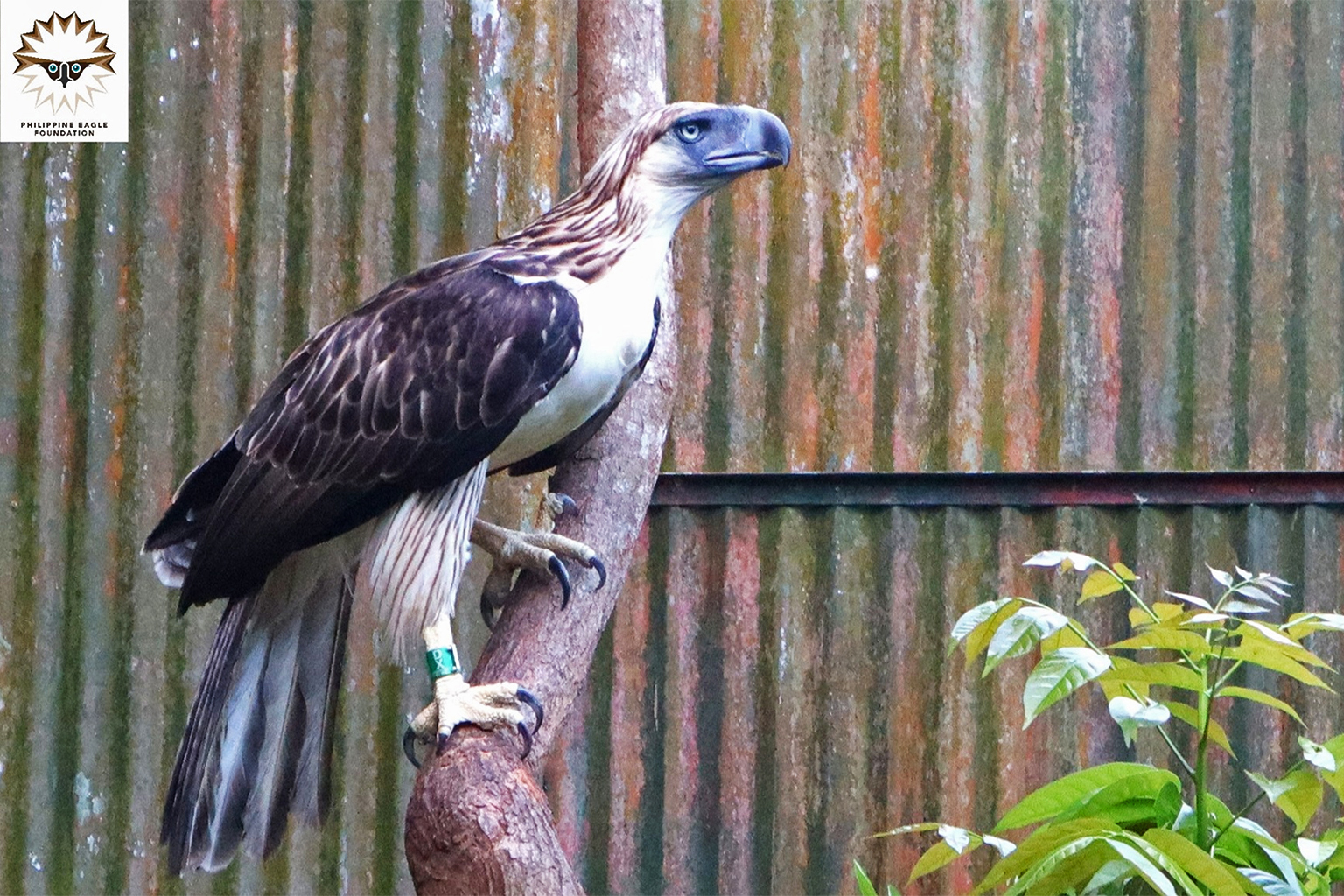 Filippijnse adelaar, Rajah Cabungsuan, gered, gerehabiliteerd en vrijgelaten in het inheemse voorouderlijke domein van de Manobo Simuwaonon in Lingig, Surigao del Sur