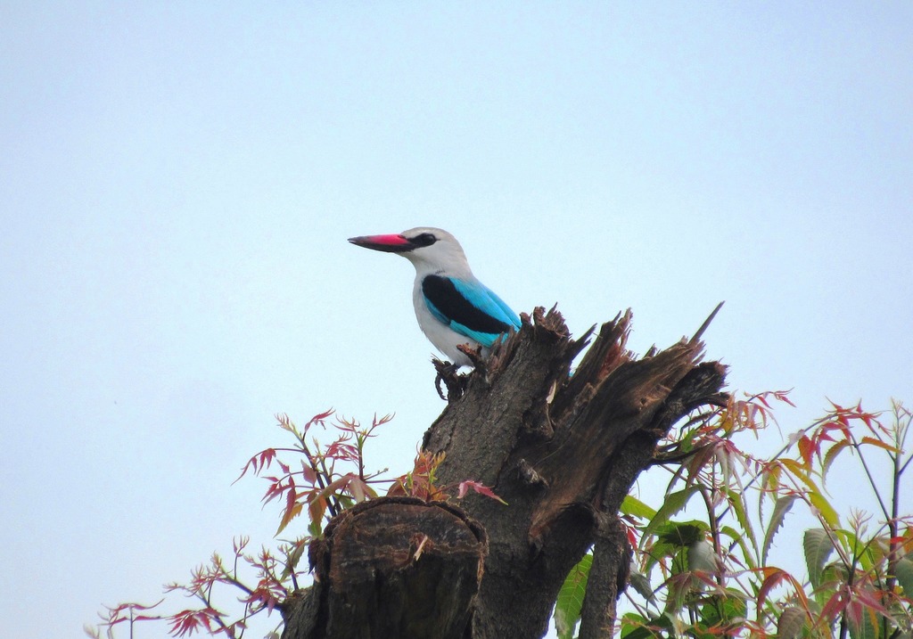Bosijsvogel (Halcyon senegalensis) in Malut, Zuid-Soedan. Afbeelding door Hector Caballero via iNaturalist (CC BY-NC 4.0)