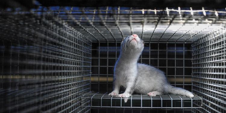 Het verbieden van de pelsdierhouderij is economisch gezien zinvoller dan het verhogen van de “normen”