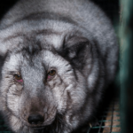 Misvormd vanwege hun vacht: te grote vossen lijden op Finse pelsdierfokkerijen